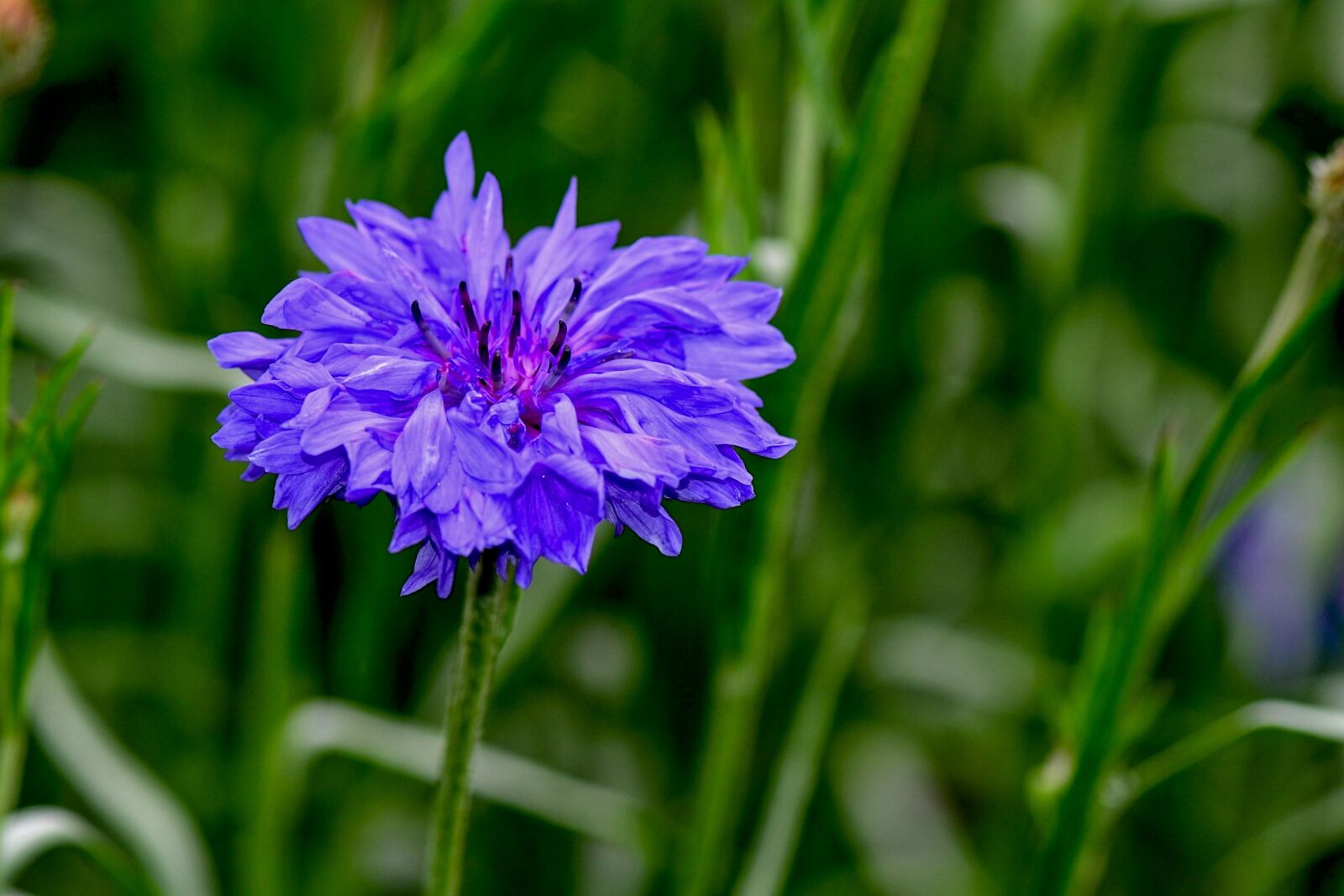 Nikon D3100 sample photo. Cornflower, blue, garden photography