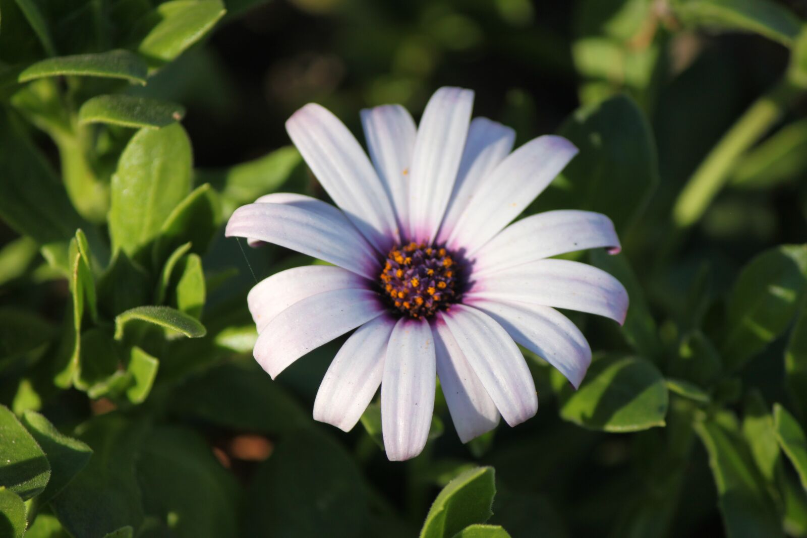 Canon EOS 500D (EOS Rebel T1i / EOS Kiss X3) sample photo. Daisy, flower, botanical photography