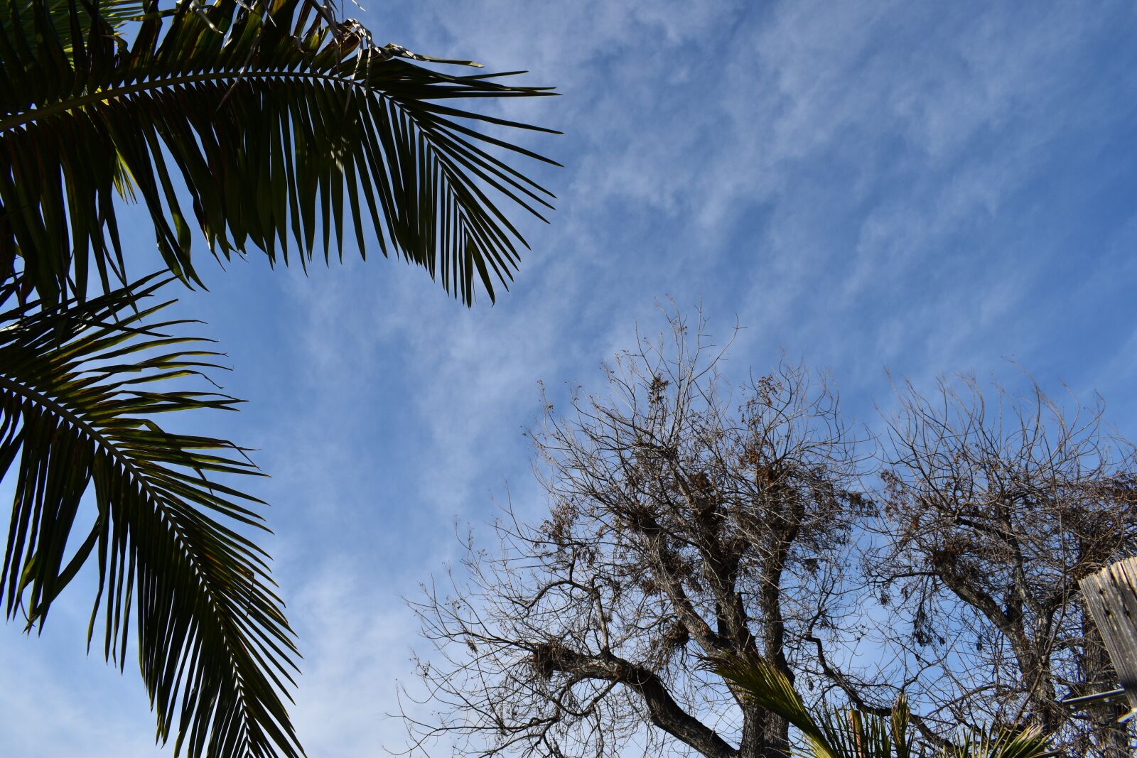 Nikon D3500 sample photo. Palm, branches, tree photography