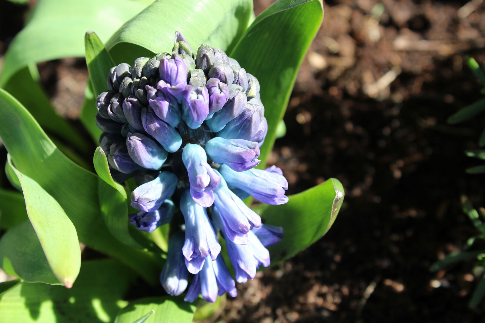 Canon EOS 1200D (EOS Rebel T5 / EOS Kiss X70 / EOS Hi) sample photo. Hyacinth, the buds, spring photography