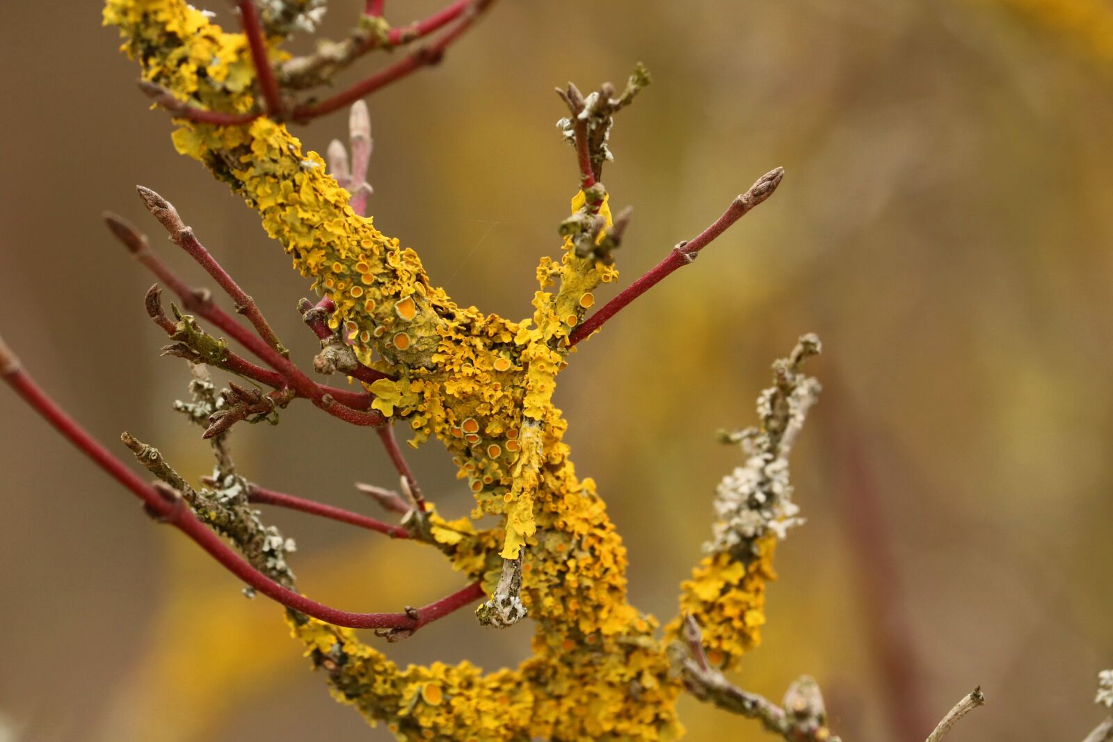 Canon EOS 750D (EOS Rebel T6i / EOS Kiss X8i) sample photo. Branch, yellow, of course photography