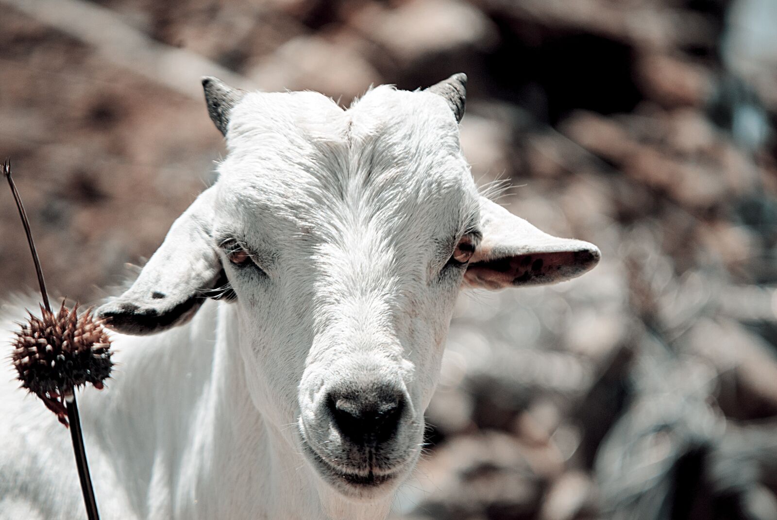 Nikon D3000 sample photo. Goat, cattle, domestic photography