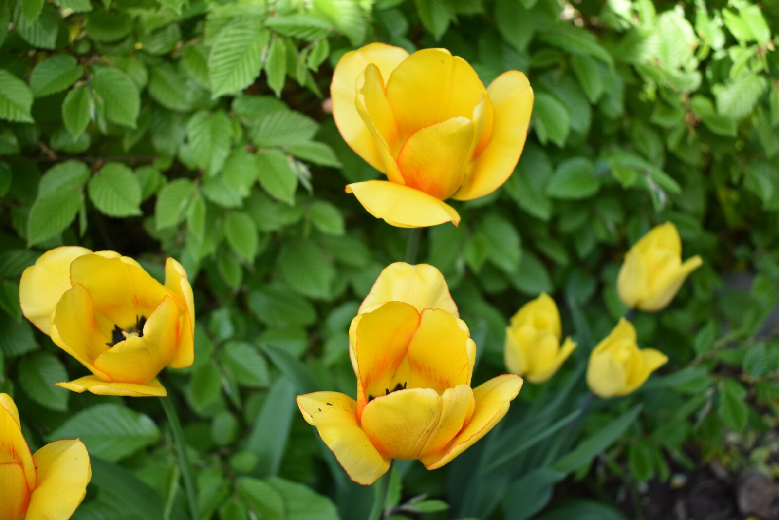 Nikon D3400 sample photo. Tulips, spring, garden photography