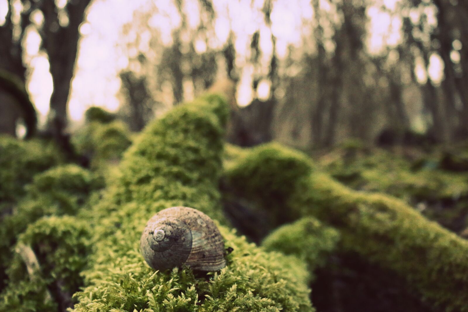 Canon EOS 70D sample photo. Moss, forest, snail photography
