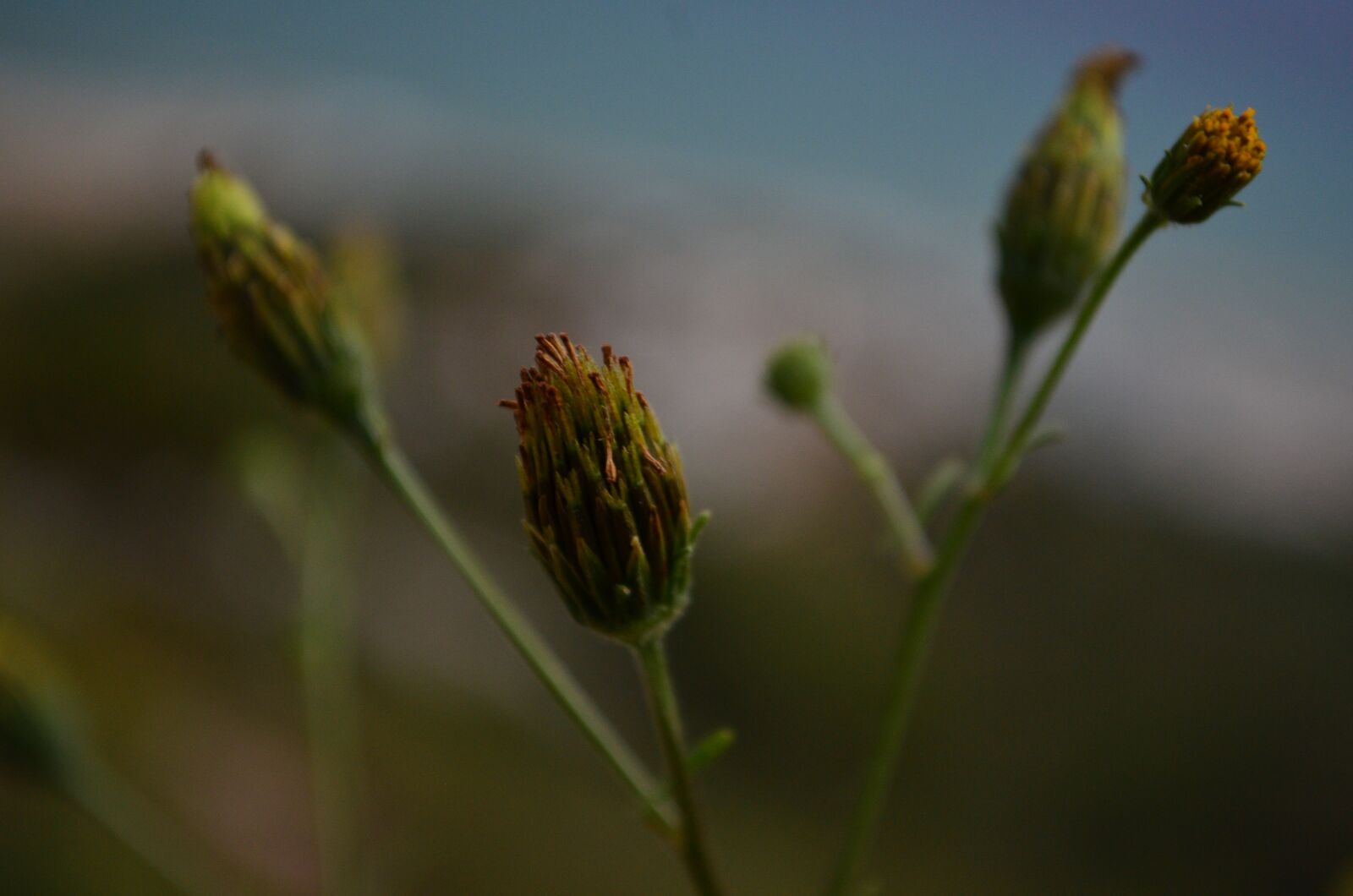 Nikon D5100 sample photo. Flower, morning, colorful photography