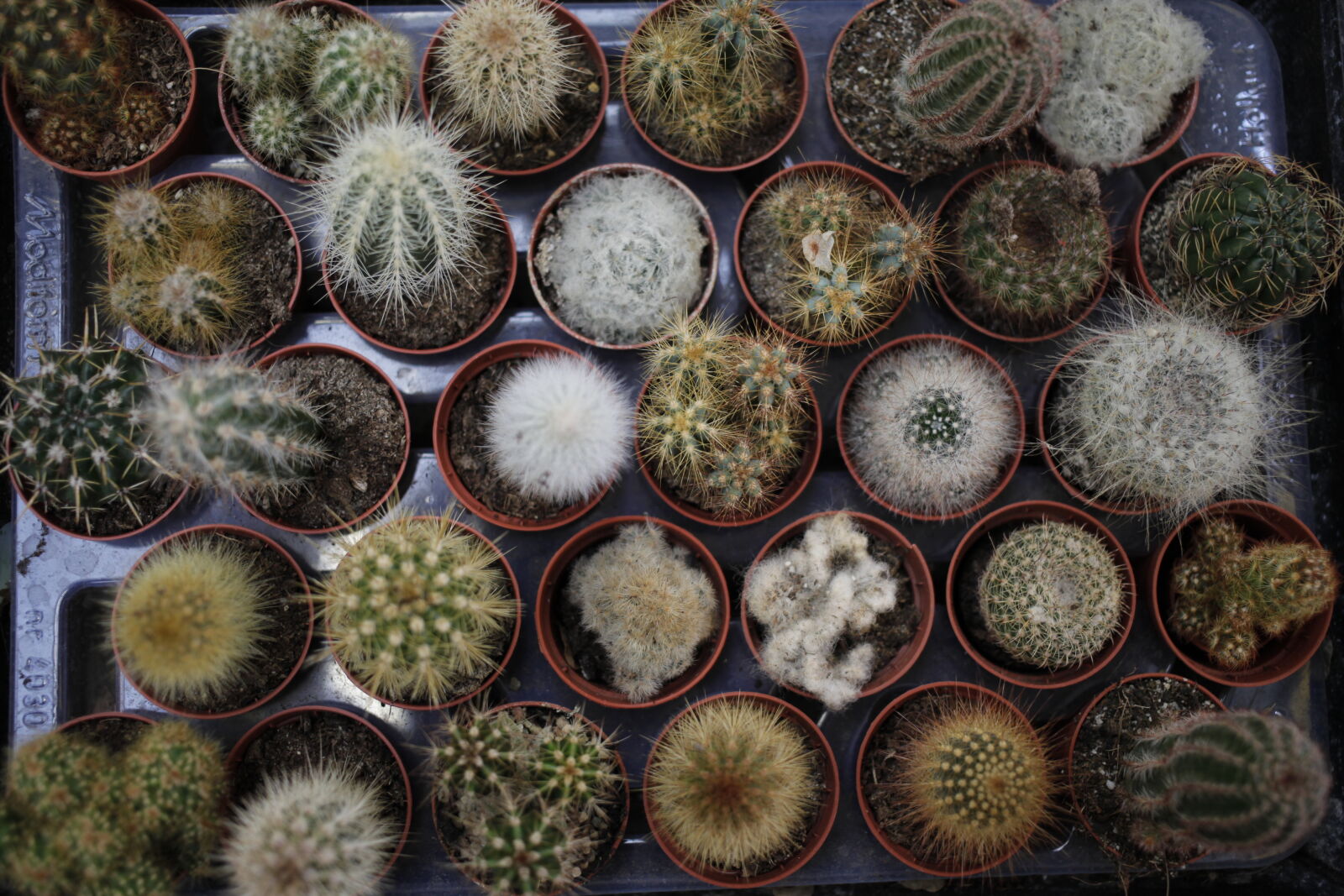 Canon EOS 5D Mark II + Canon EF 40mm F2.8 STM sample photo. Aerial, cactus, plants, pot photography