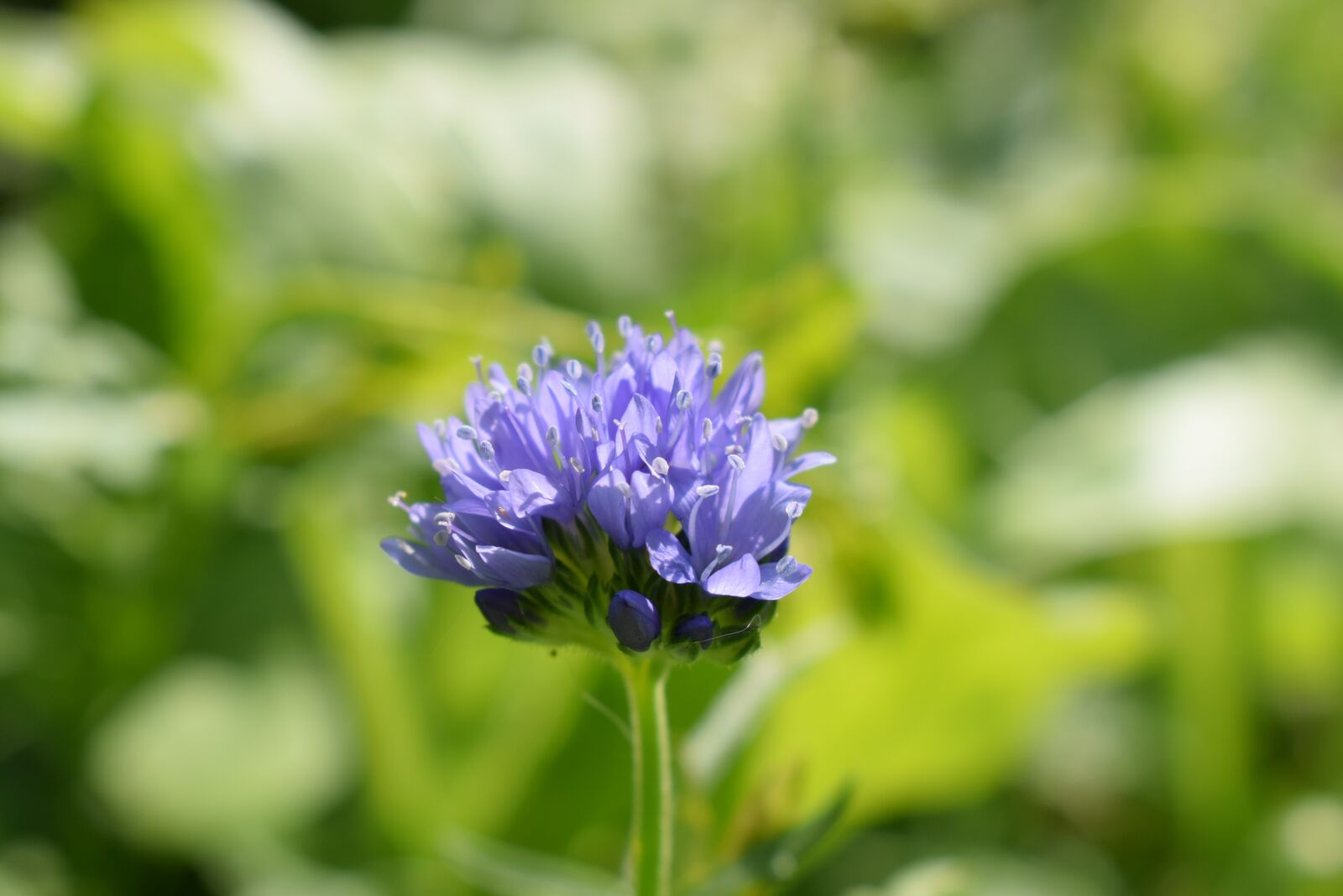 Nikon D5300 sample photo. Cornflower, blue, nature photography