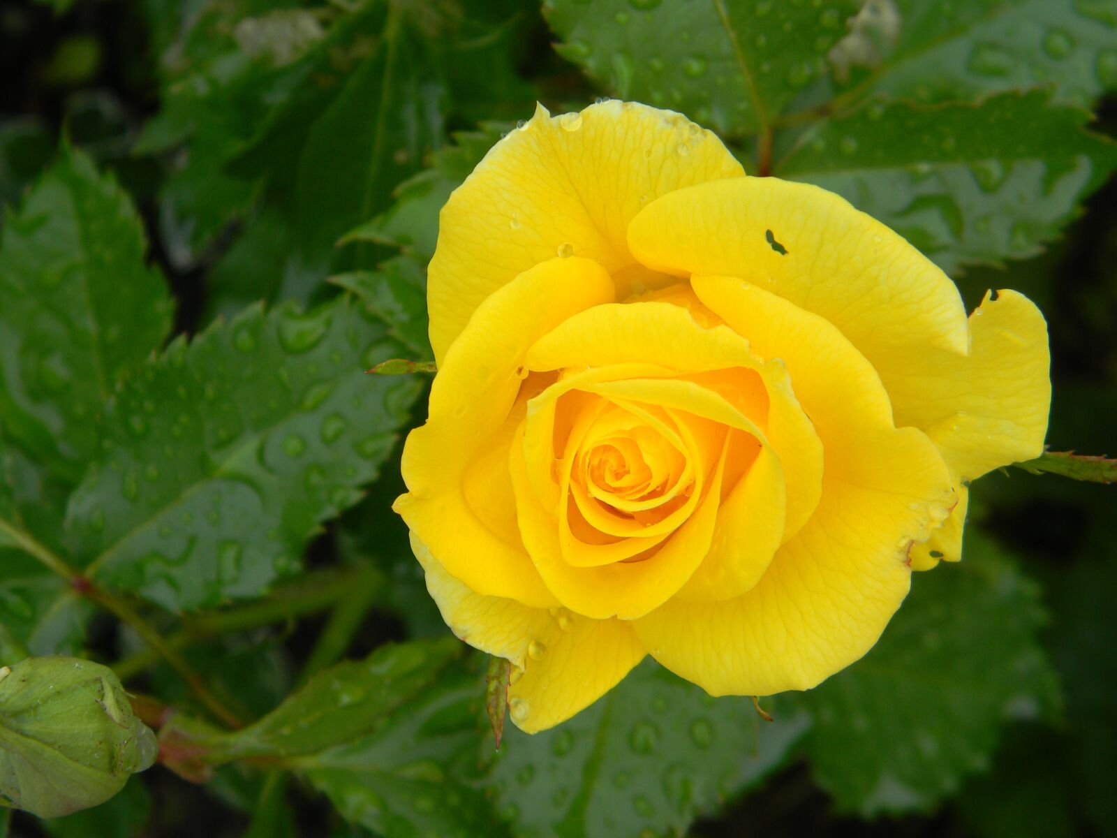 Nikon Coolpix L110 sample photo. Roses, garden, nature photography