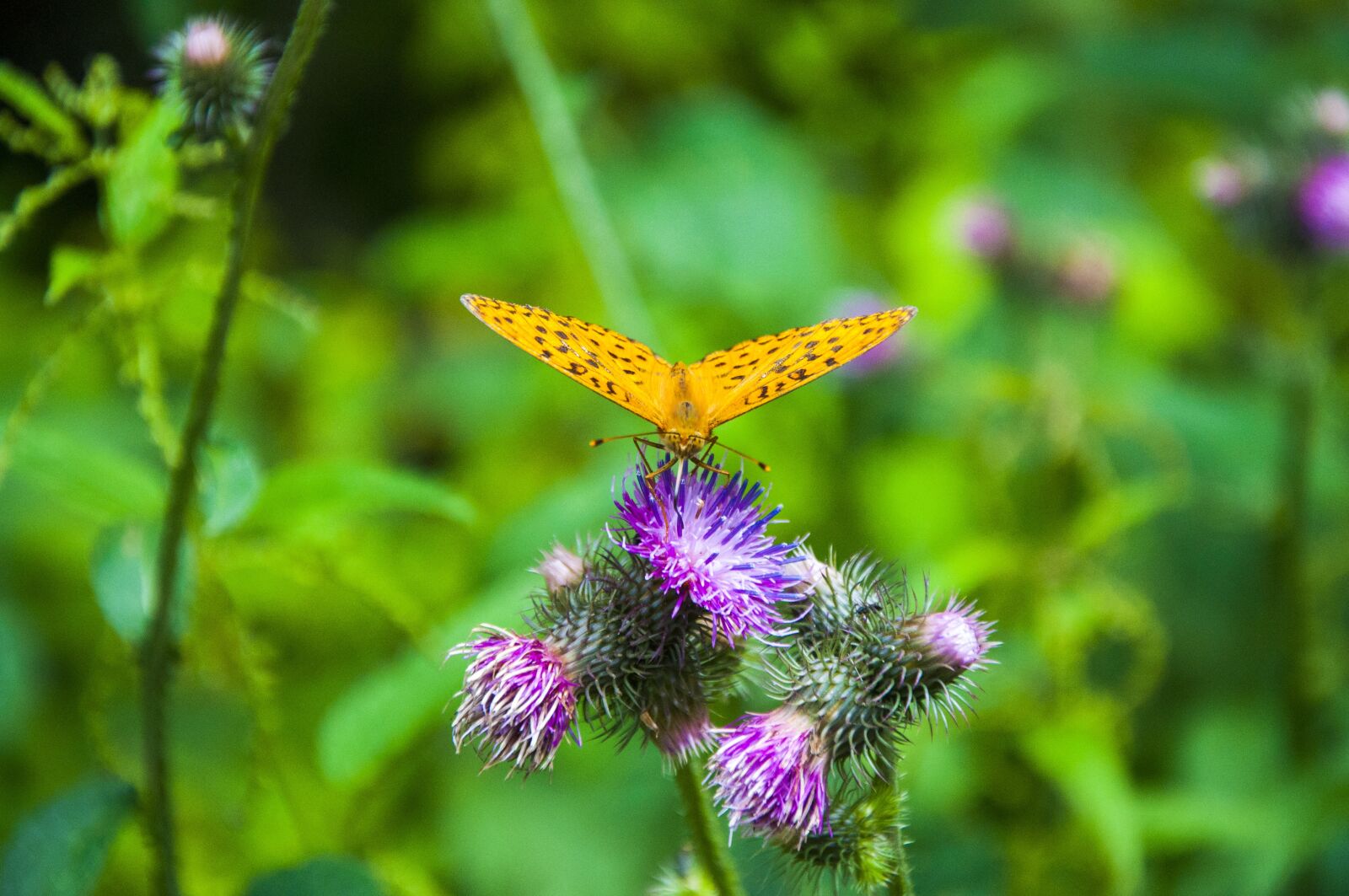 Nikon D90 sample photo. Bieszczady, nature, poland photography