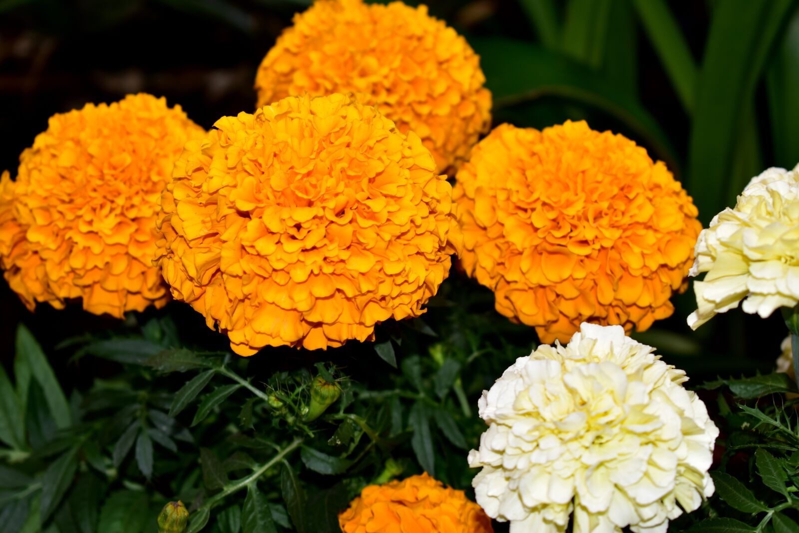 Nikon D5600 sample photo. Flower, flowers, dead photography