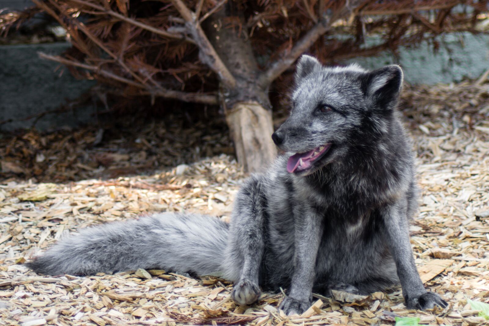 Nikon D5300 sample photo. Finja, arctic fox, alopex photography