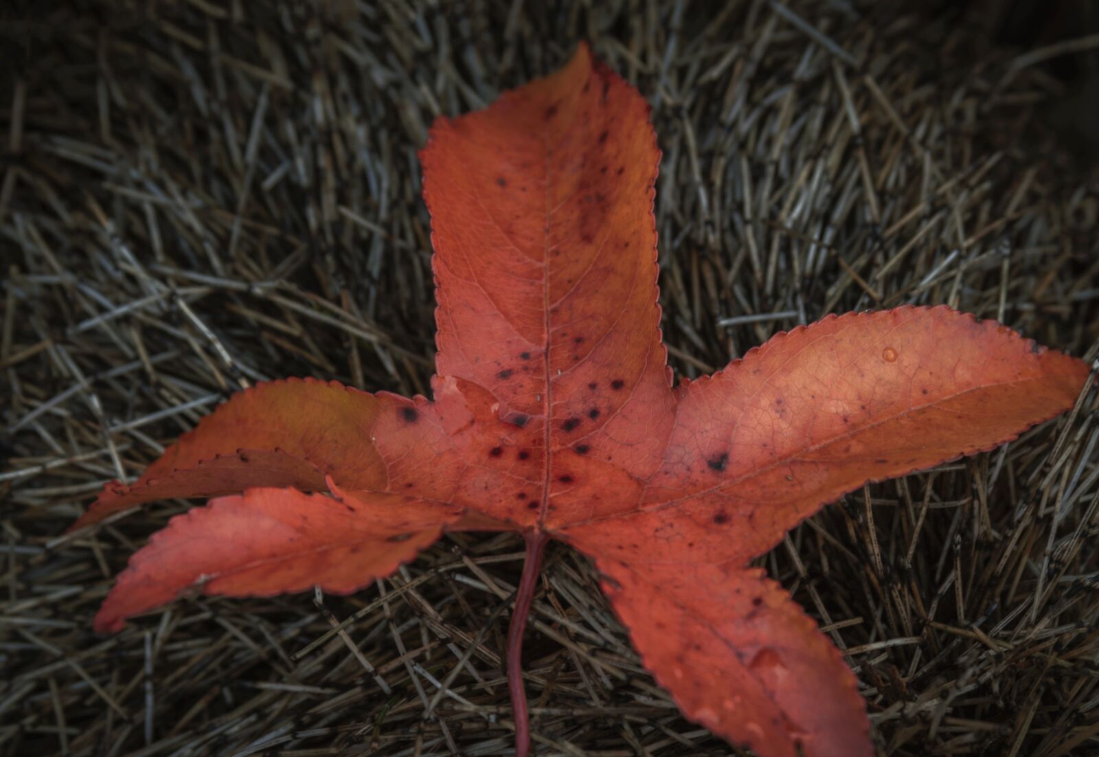 Canon EOS 50D sample photo. Leaf, red, autumn photography