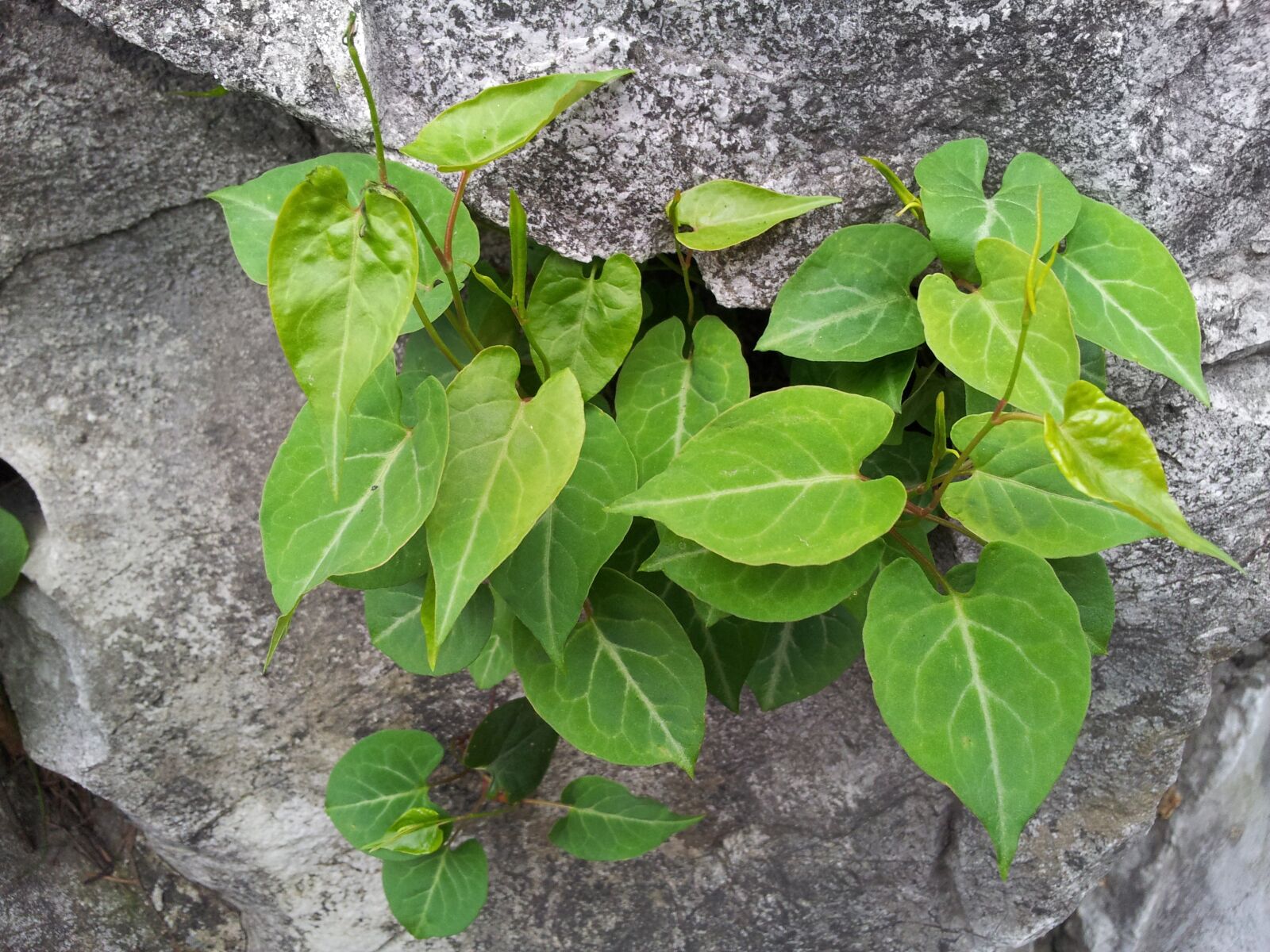 Samsung Galaxy S2 sample photo. Flower, plant, green plants photography