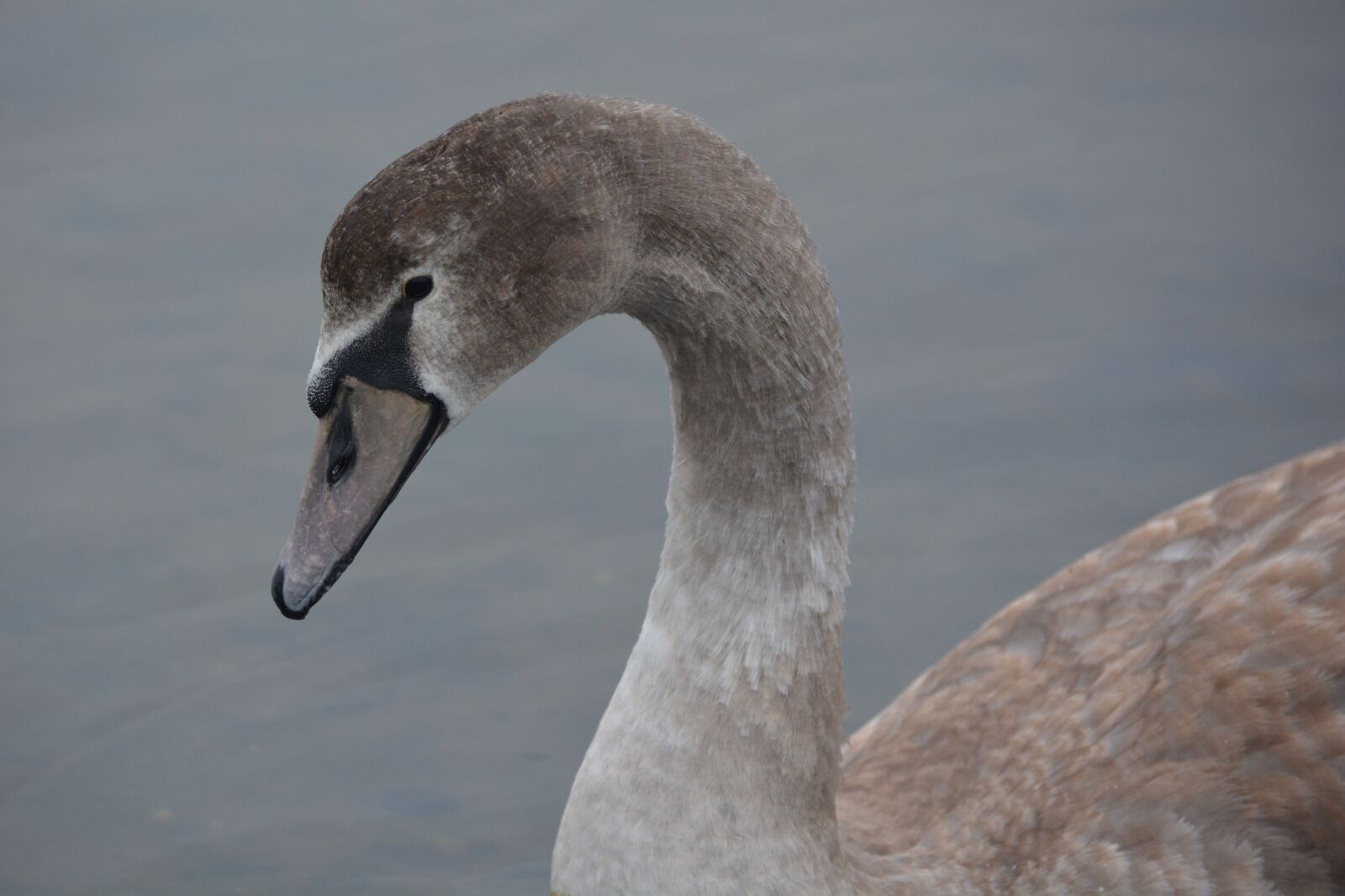 Nikon D5200 sample photo. Swan, animal, nature photography