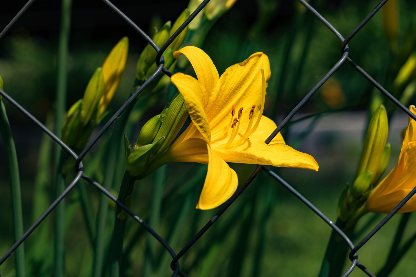 Sony a6300 + Sony Vario Tessar T* FE 24-70mm F4 ZA OSS sample photo. Day-lily, flower, petals photography