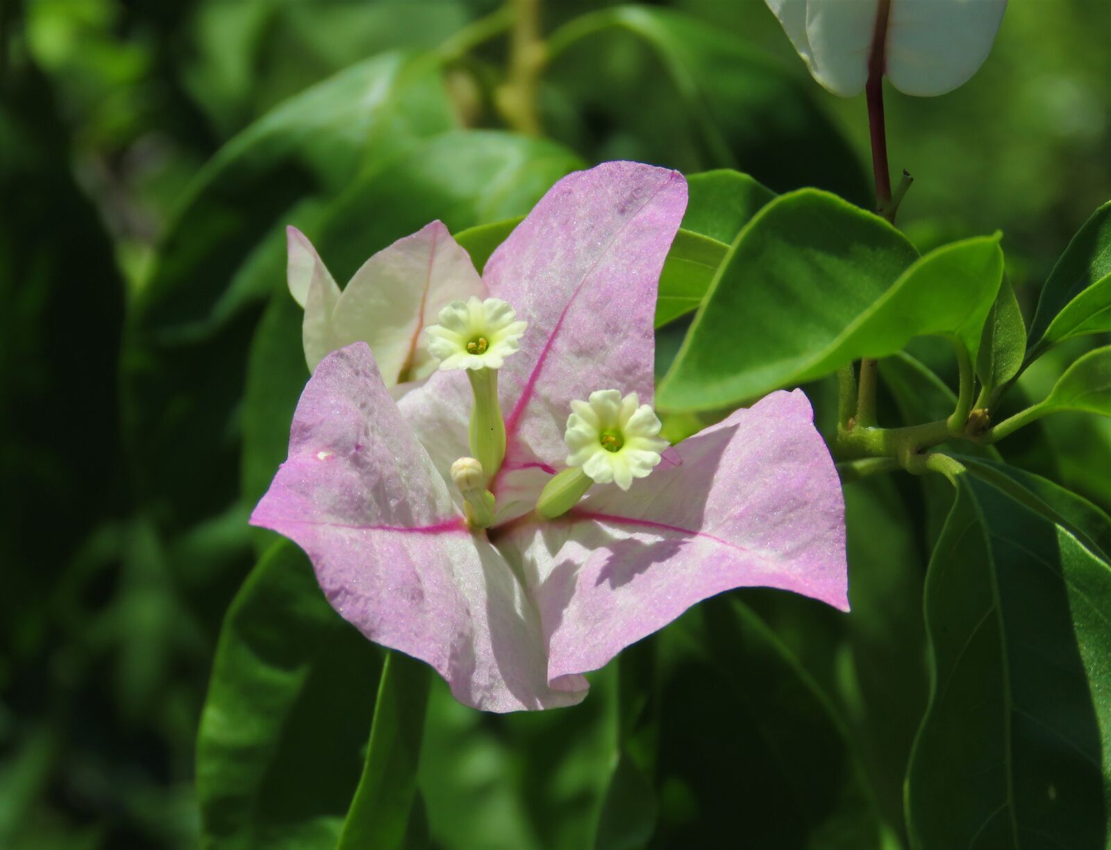 Canon PowerShot SX60 HS sample photo. Buganvilla, pink, flower photography