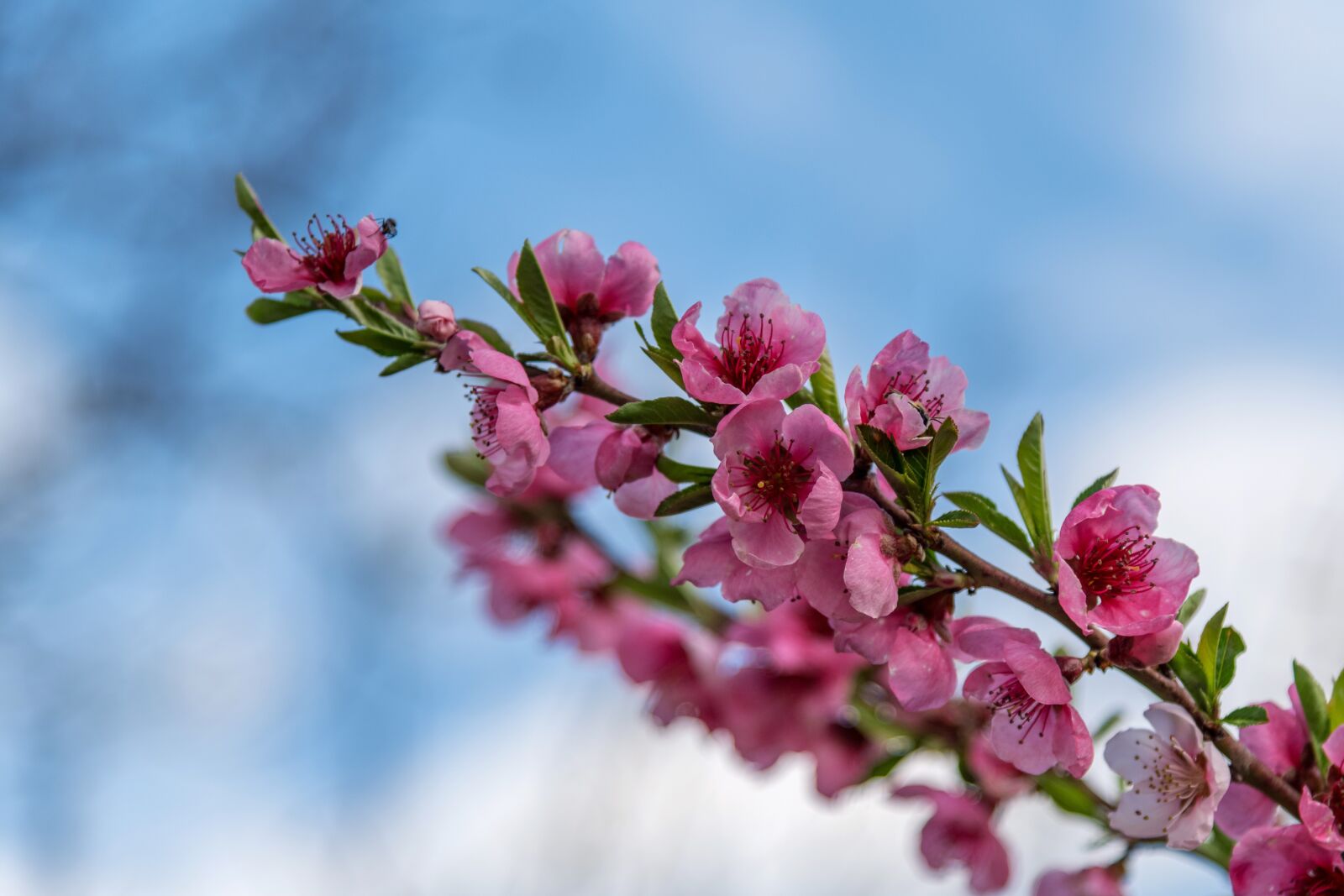 Nikon D850 sample photo. Tree, pink, apricot photography
