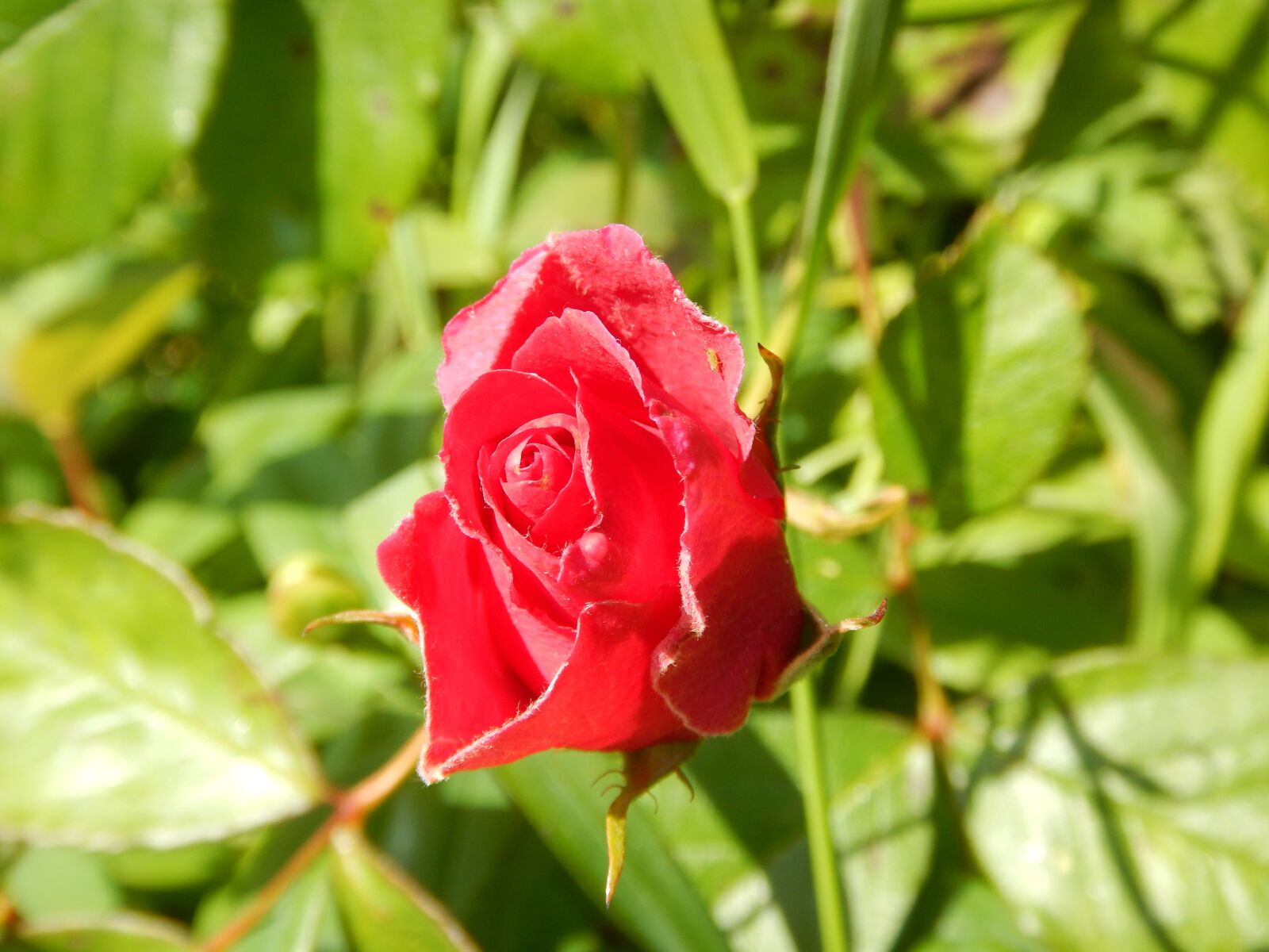 Nikon Coolpix AW130 sample photo. Red rose, flower, nature photography