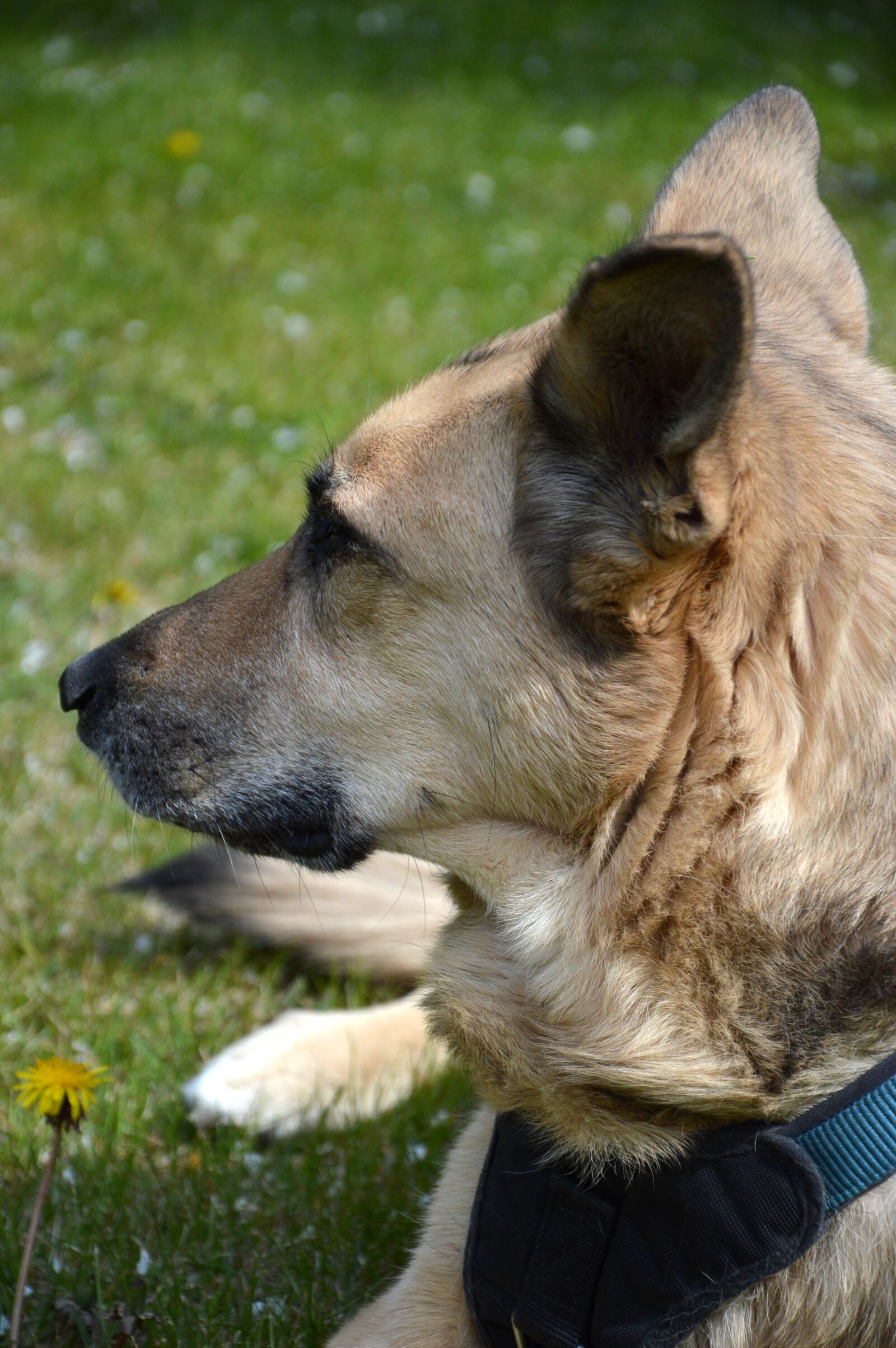 Nikon D3200 sample photo. Animals, dog, sch fer photography