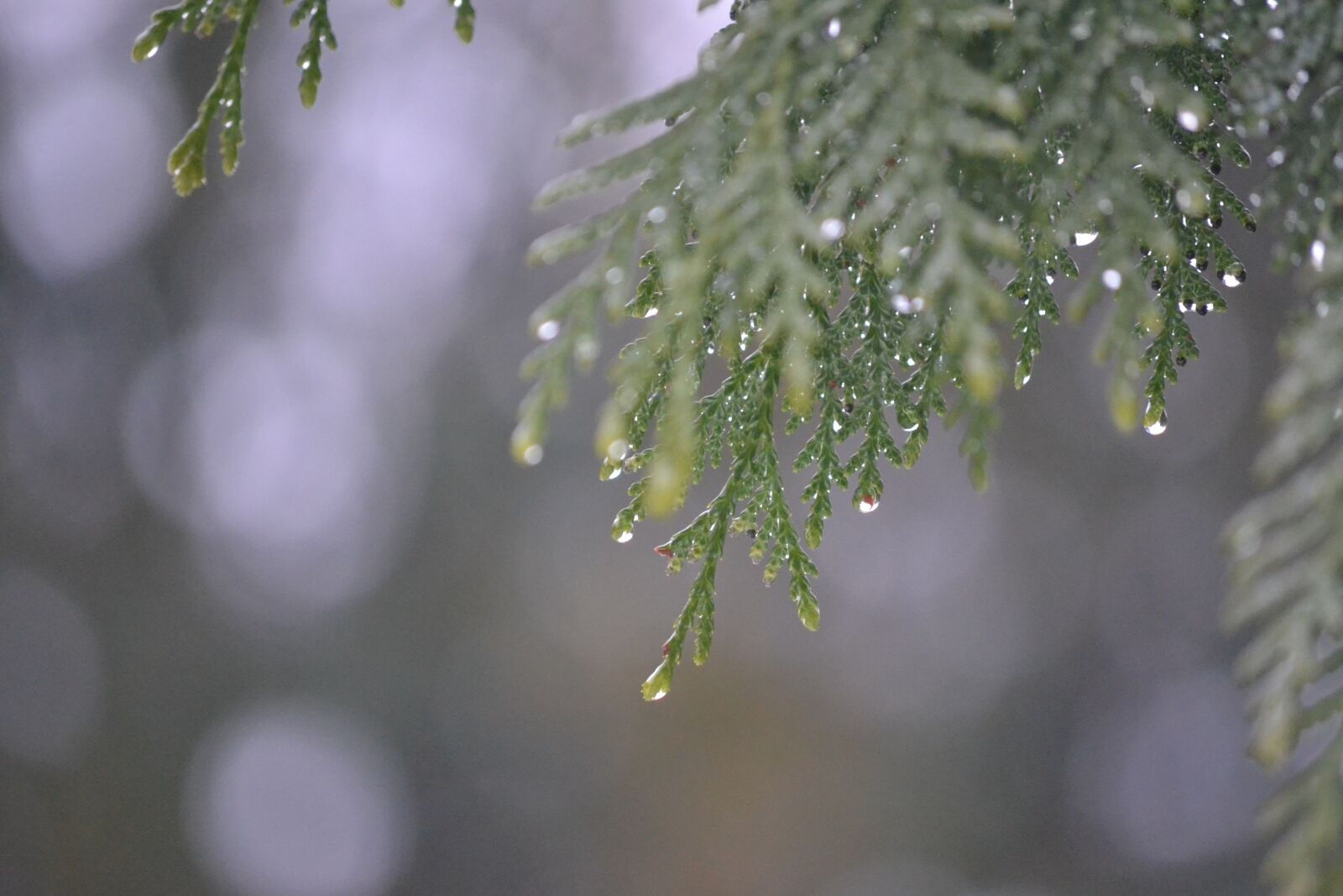 Nikon D3100 sample photo. Tree, rain, water drops photography