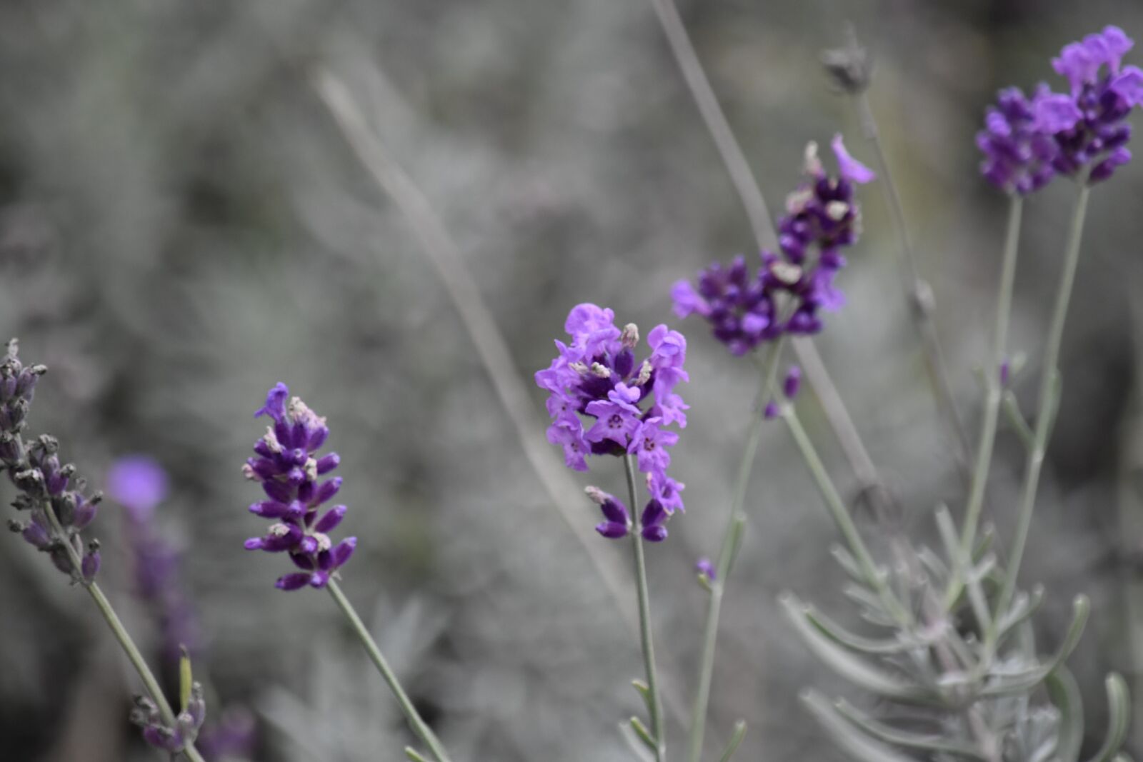 Nikon D5500 sample photo. Lavender, purple, wildflower, herb photography