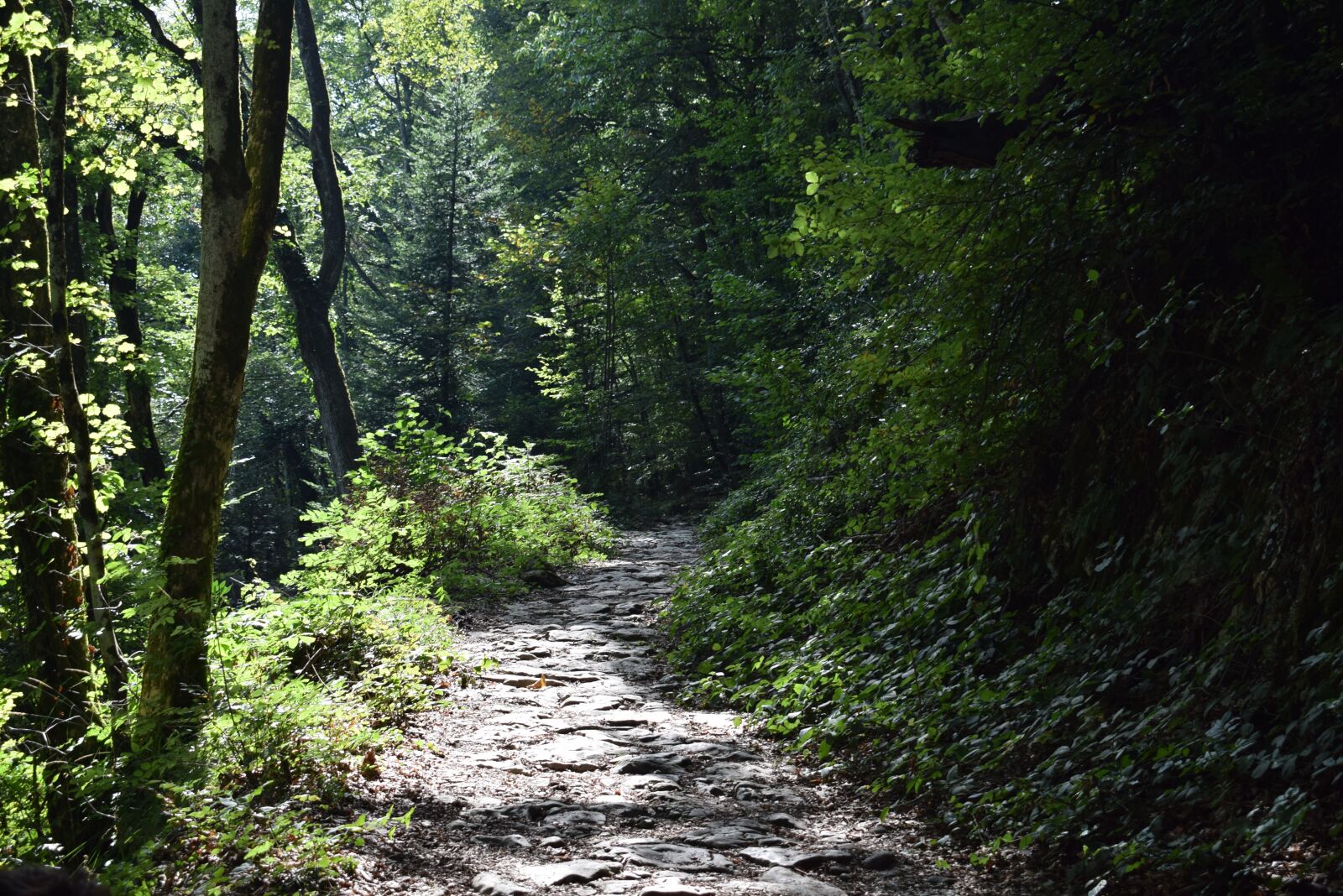 Nikon D3300 sample photo. Roman road, forest, hiking photography