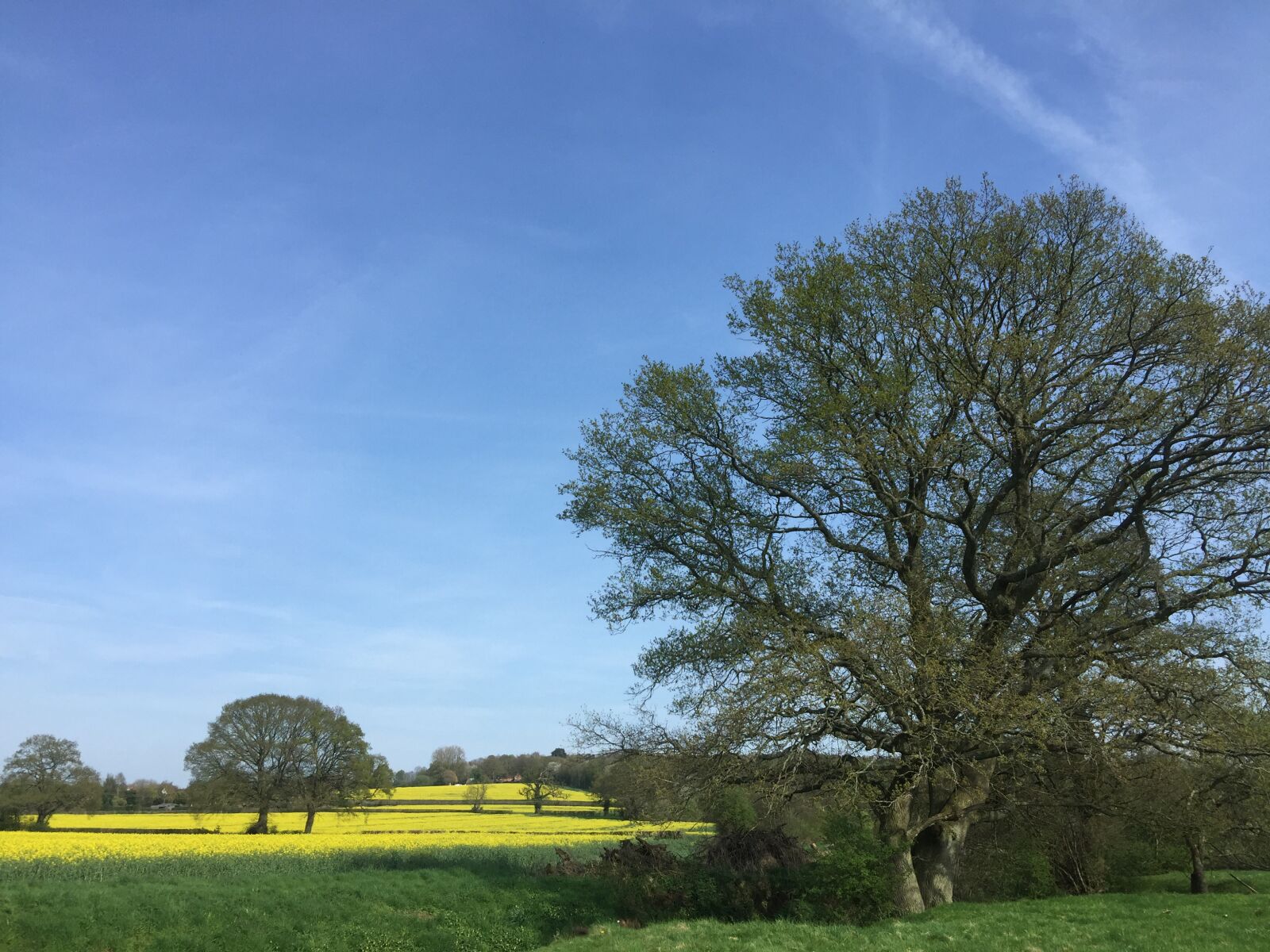 iPhone 6 Plus back camera 4.15mm f/2.2 sample photo. Rapeseed, yellow, field photography