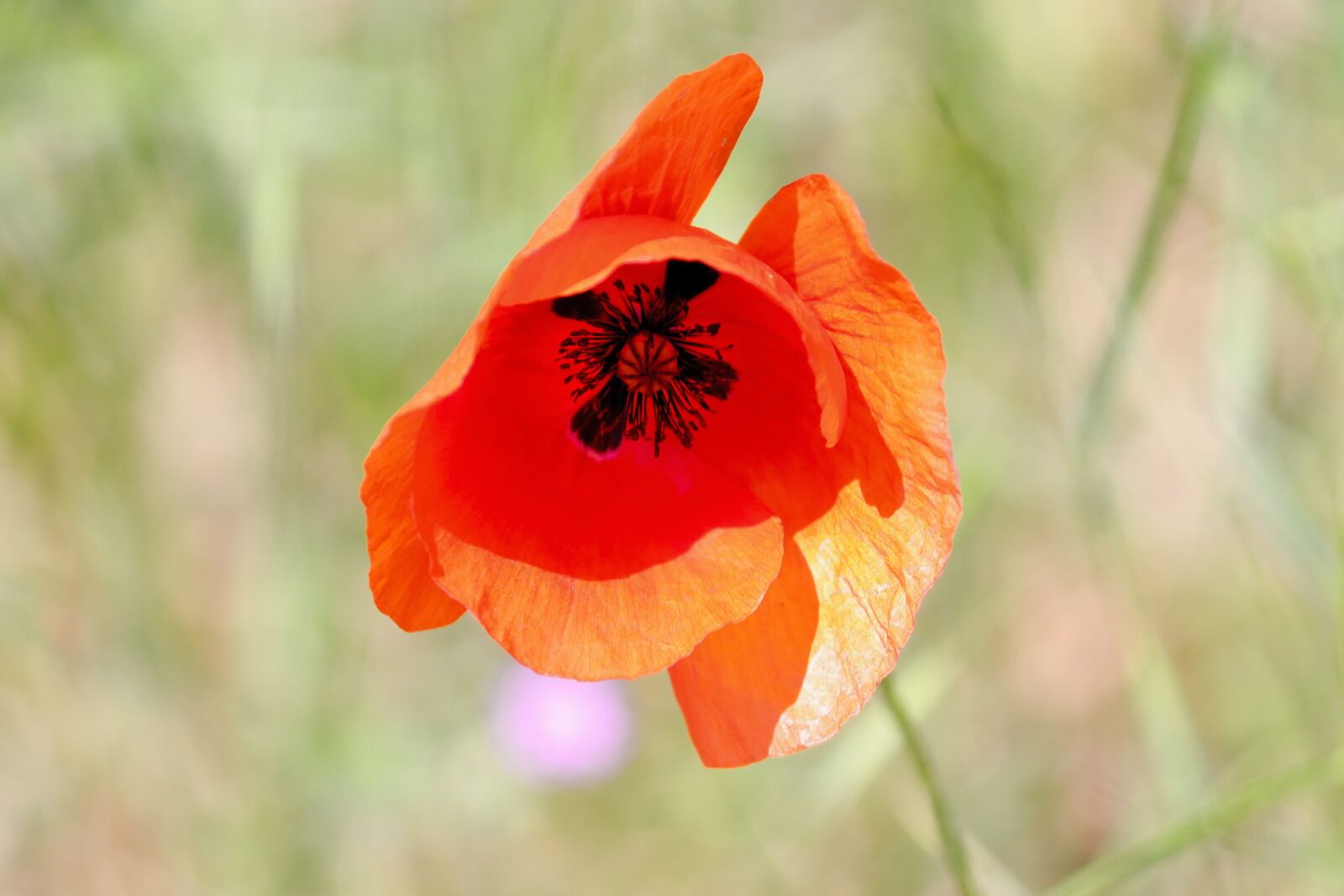 Canon EOS 200D (EOS Rebel SL2 / EOS Kiss X9) sample photo. Poppy, poppy flower, klatschmohn photography