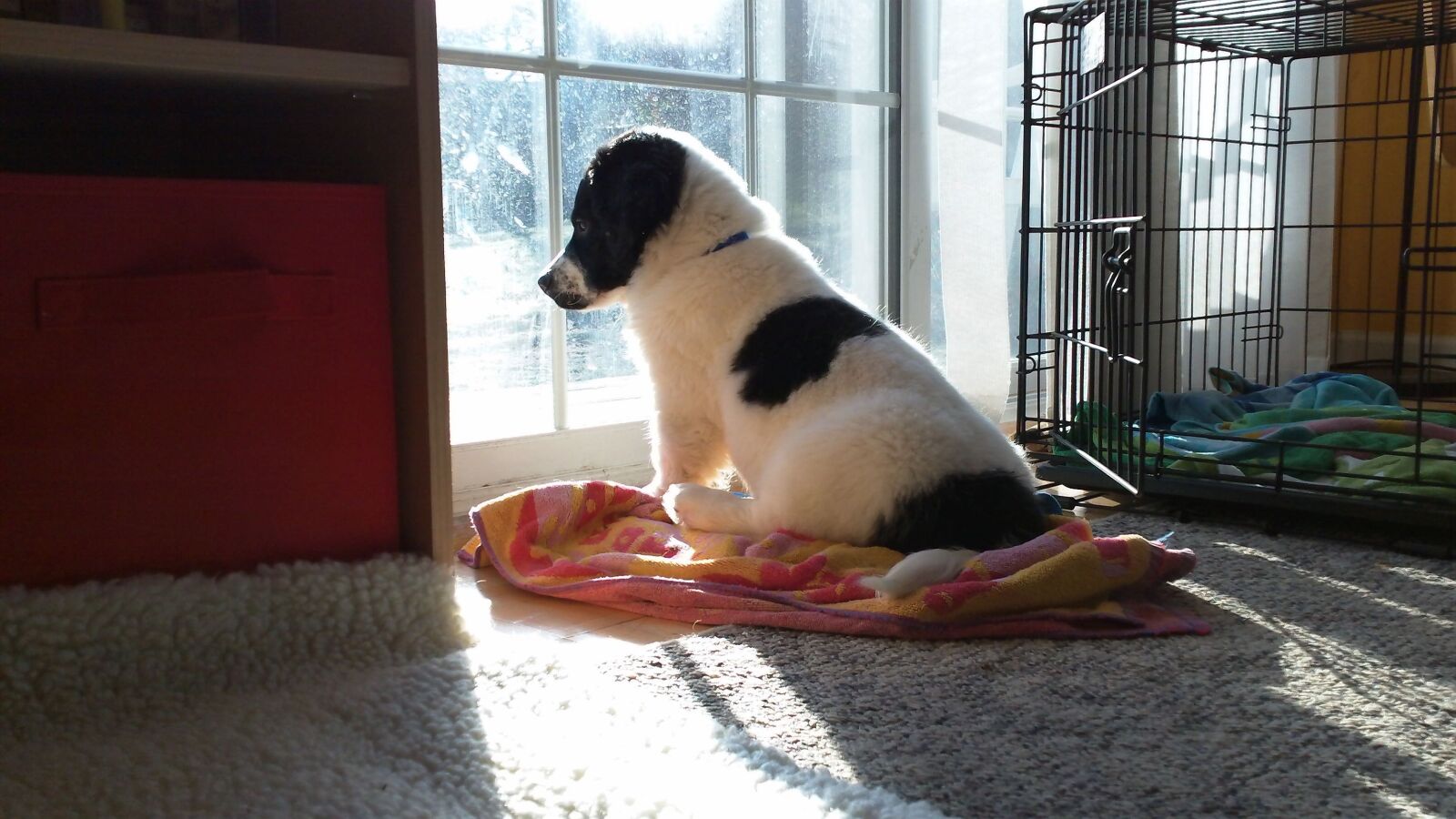 Kodak PLAYSPORT VIDEO CAMERA, ZX3 sample photo. Puppy, lonely puppy, animals photography