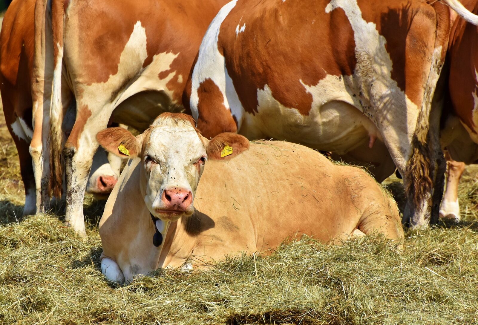Nikon D7200 sample photo. Cow, beef, calf photography
