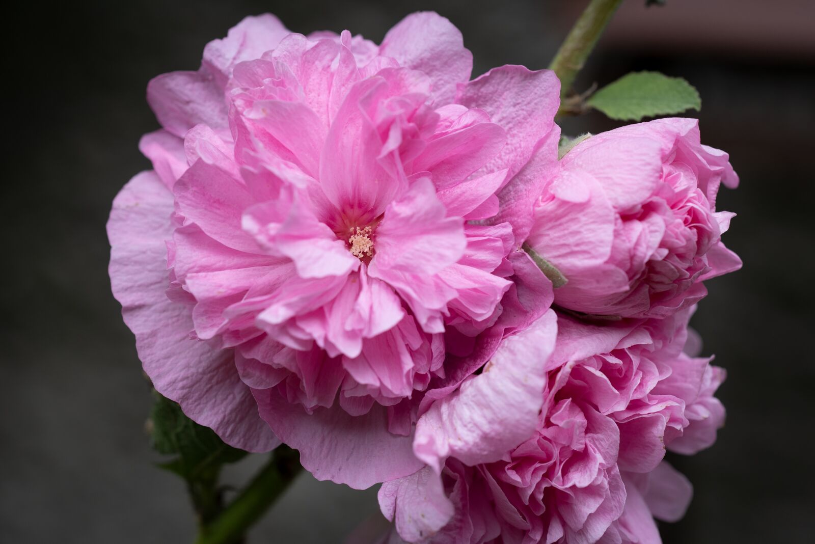 Nikon D750 sample photo. Stock rose, pink, blossom photography