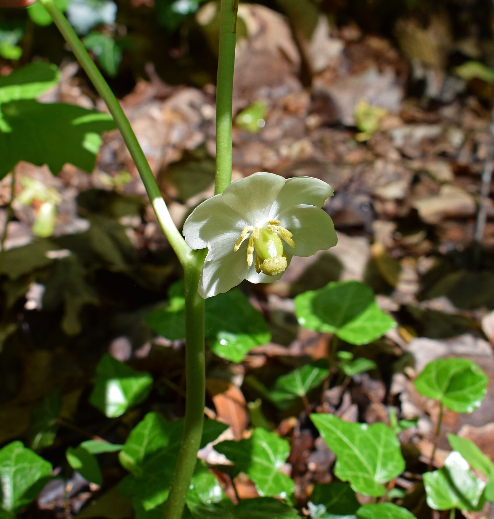 Nikon D3300 sample photo. May apple flower, plant photography