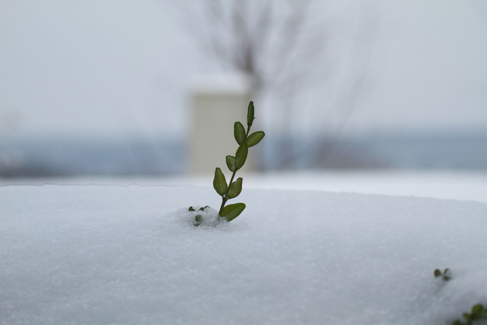 Canon EOS 7D sample photo. Snow, leaf, winter photography