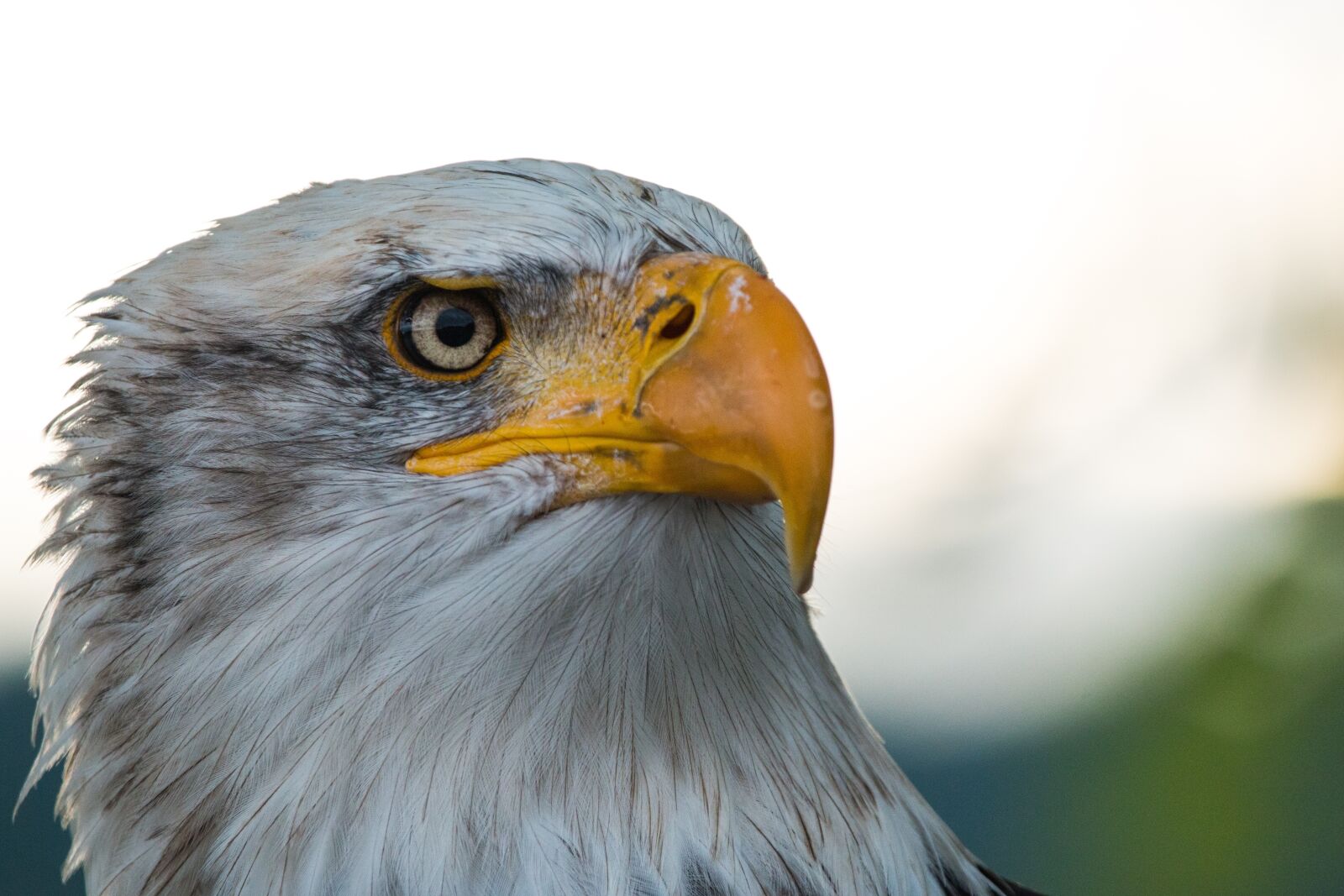 150-600mm F5-6.3 DG OS HSM | Contemporary 015 sample photo. Bald eagle, haliaeetus leucocephalus photography