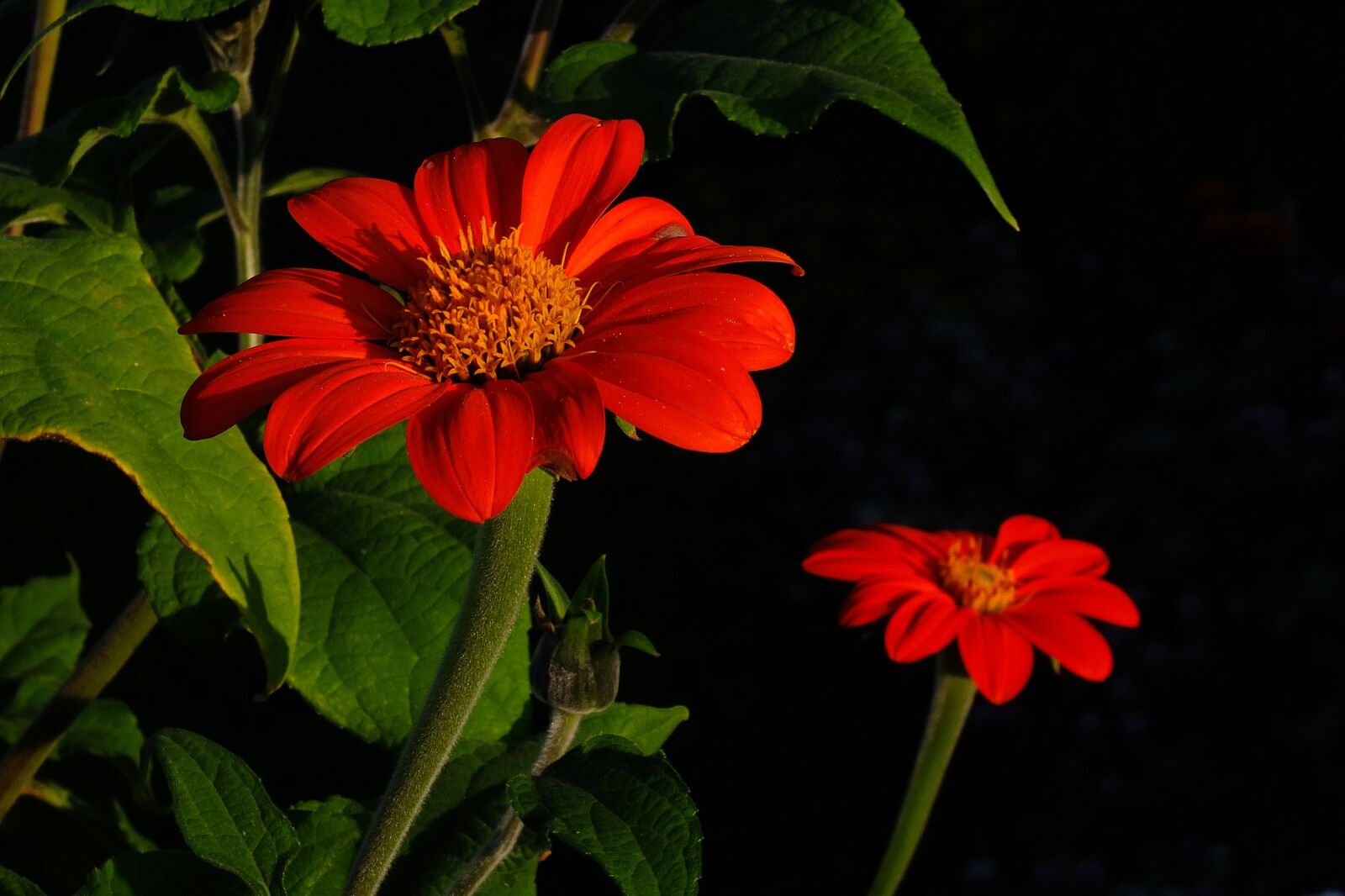 Fujifilm X-S1 sample photo. Flower, autumn flower, red photography