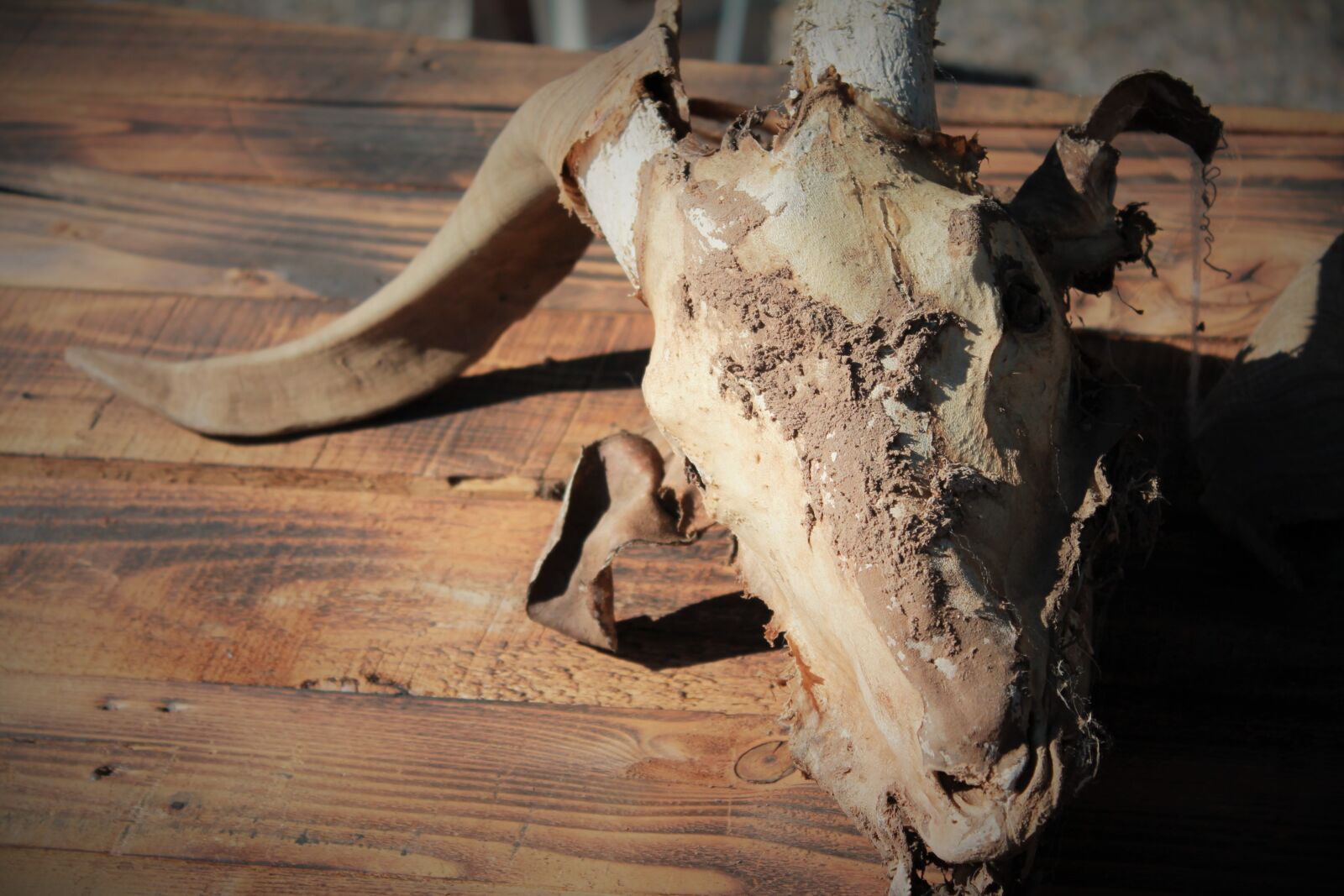 Canon EOS 1100D (EOS Rebel T3 / EOS Kiss X50) sample photo. Goat skull, satanism, halloween photography