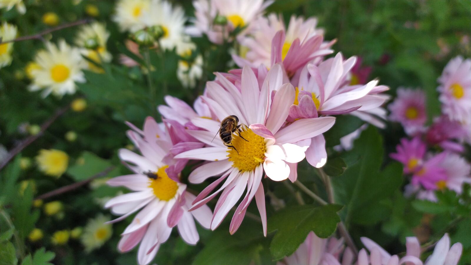 Xiaomi Redmi Note 7 sample photo. Plant, insect, the scenery photography