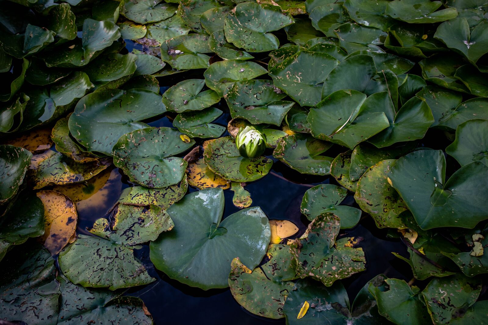 Canon EF-M 22mm F2 STM sample photo. Lily pad, pond, l photography