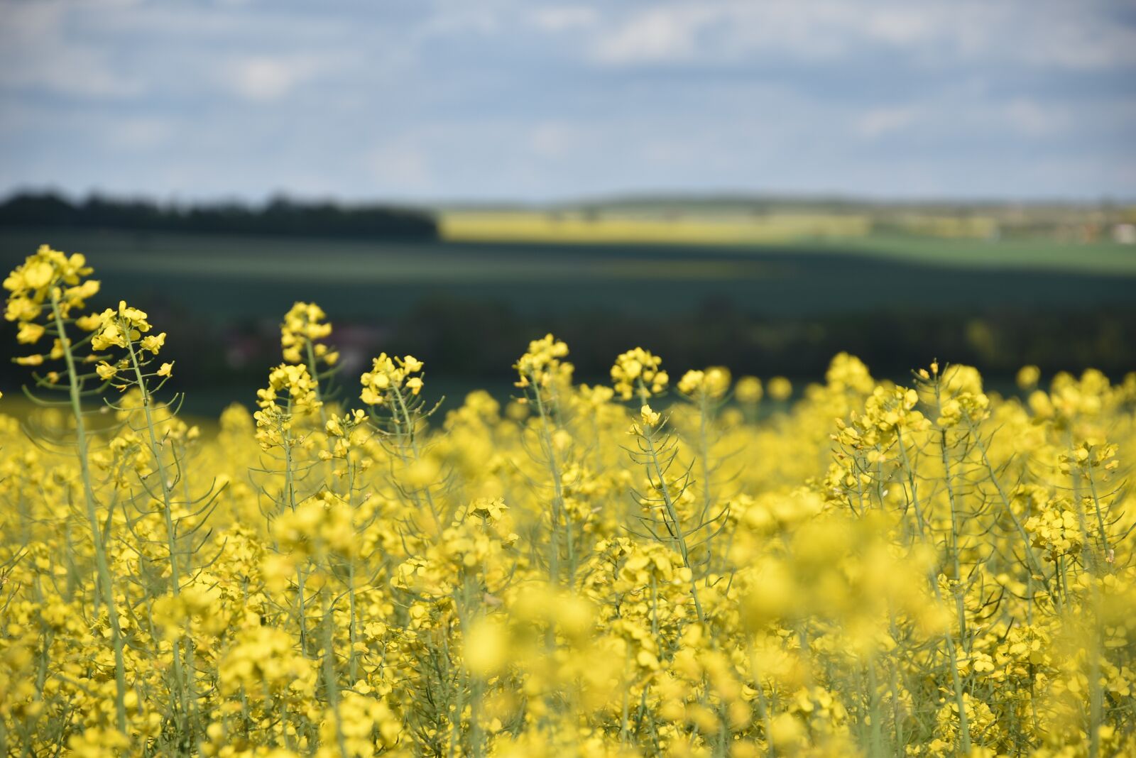 Nikon D5500 sample photo. Rapeseed, agriculture, fields photography