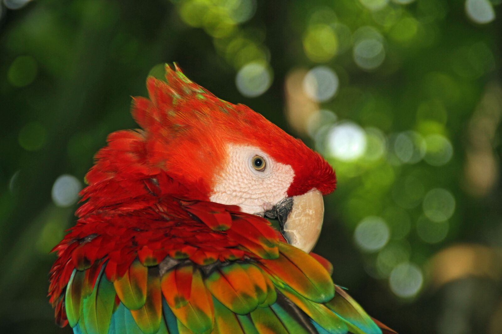 Canon EOS 7D sample photo. Parrot, colorful, bird photography