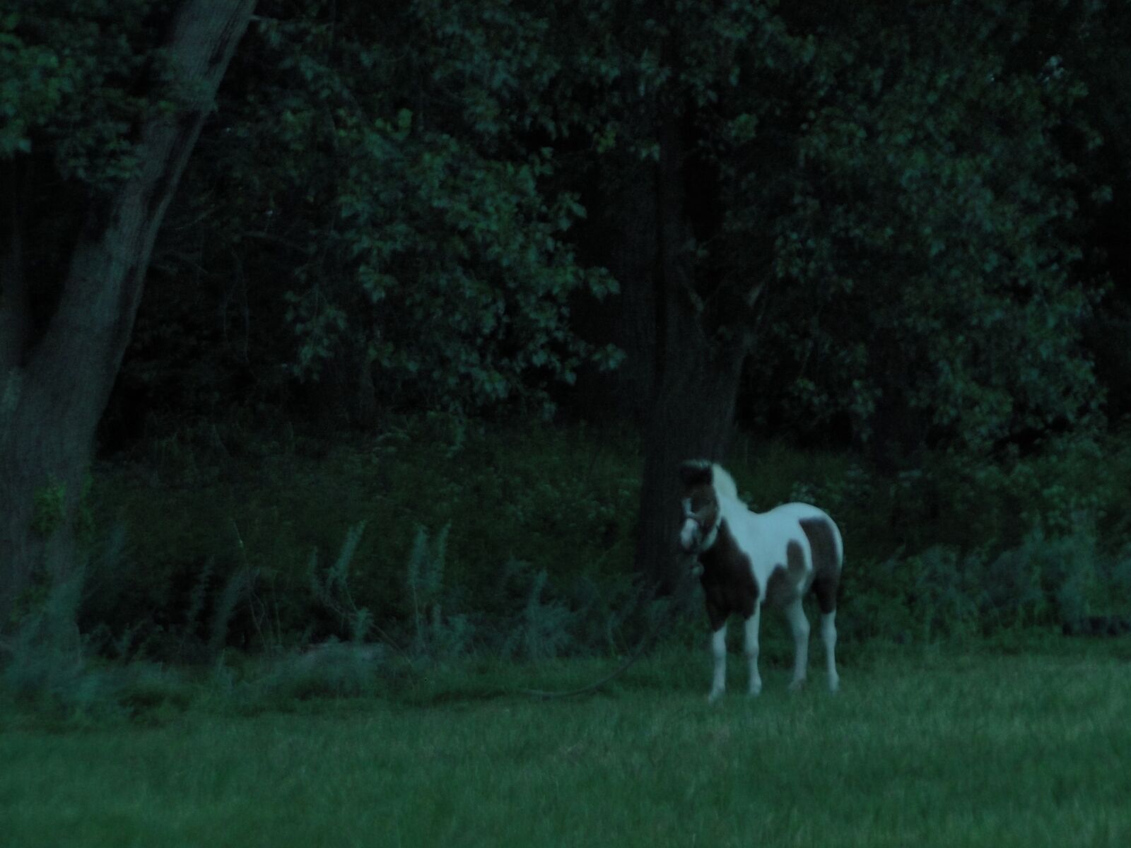 Sony Cyber-shot DSC-HX1 sample photo. Horse, grass, animals photography