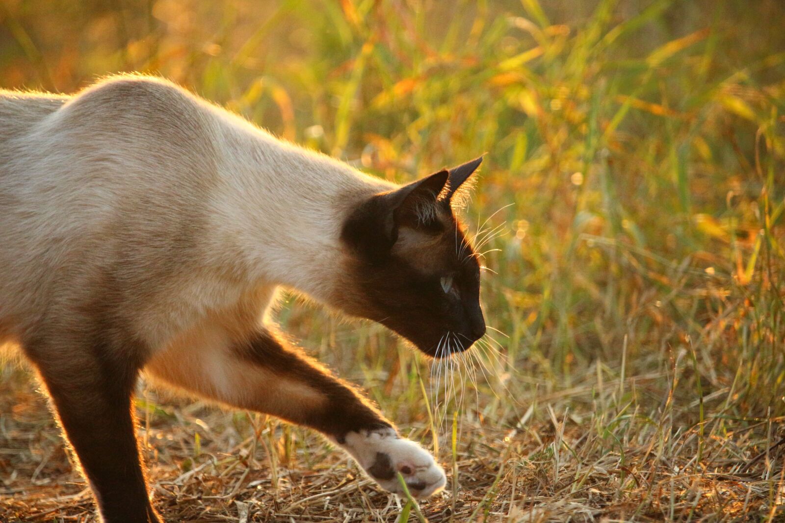 Canon EOS 100D (EOS Rebel SL1 / EOS Kiss X7) sample photo. Cat, kitten, mieze photography