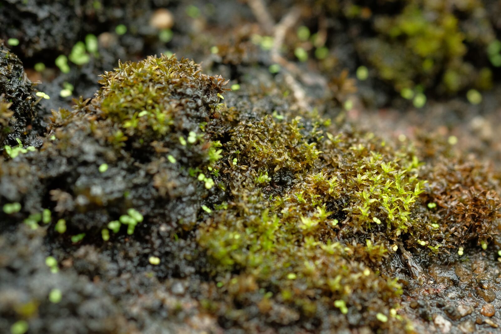 Fujifilm X-E2 + Fujifilm XF 60mm F2.4 R Macro sample photo. Moss, plant, green photography