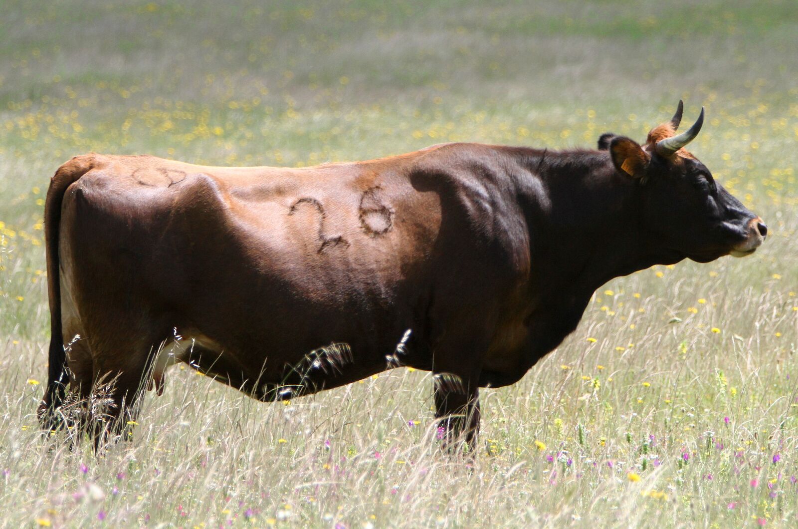 Canon EOS 7D + Canon EF 70-200mm F2.8L IS USM sample photo. Extremadura spain, cow, spring photography