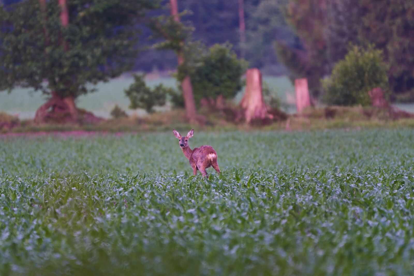 Nikon AF-S Nikkor 200-500mm F5.6E ED VR sample photo. Roe deer, wild animal photography