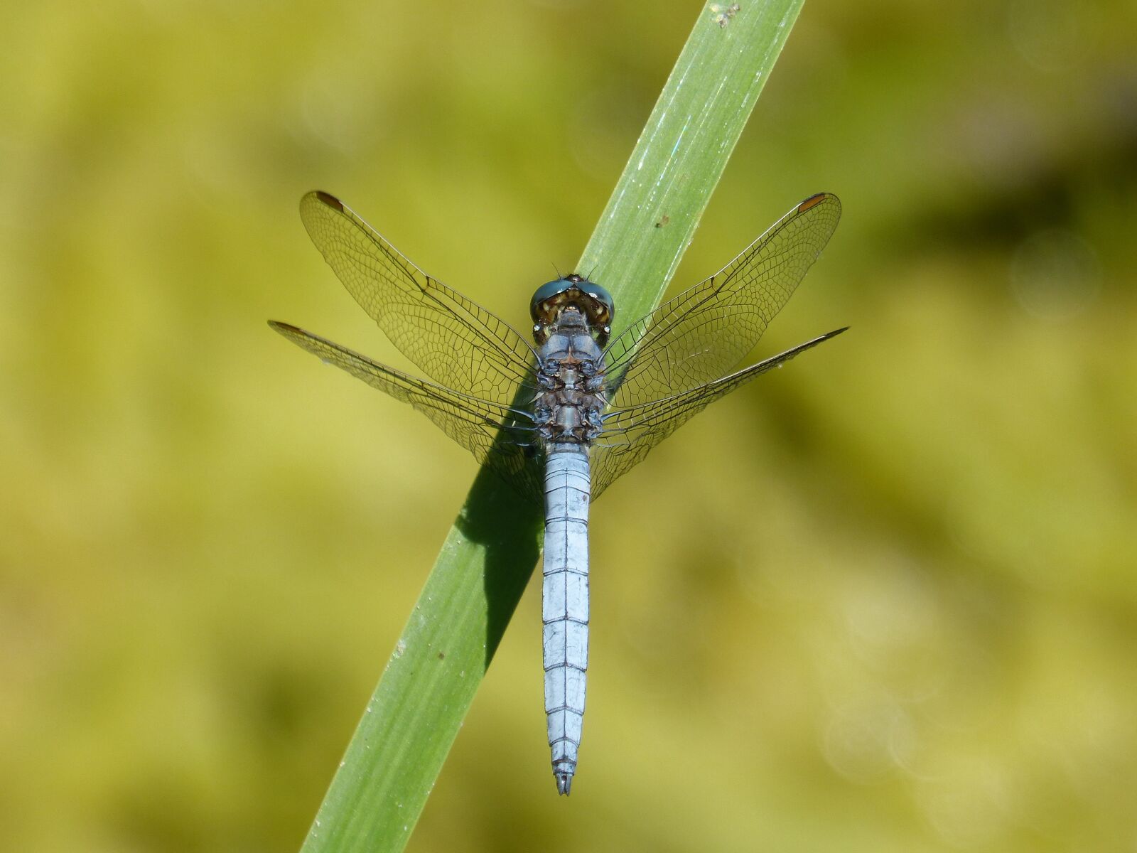 Panasonic DMC-FZ62 sample photo. Dragonfly, orthetrum brunneum, blue photography