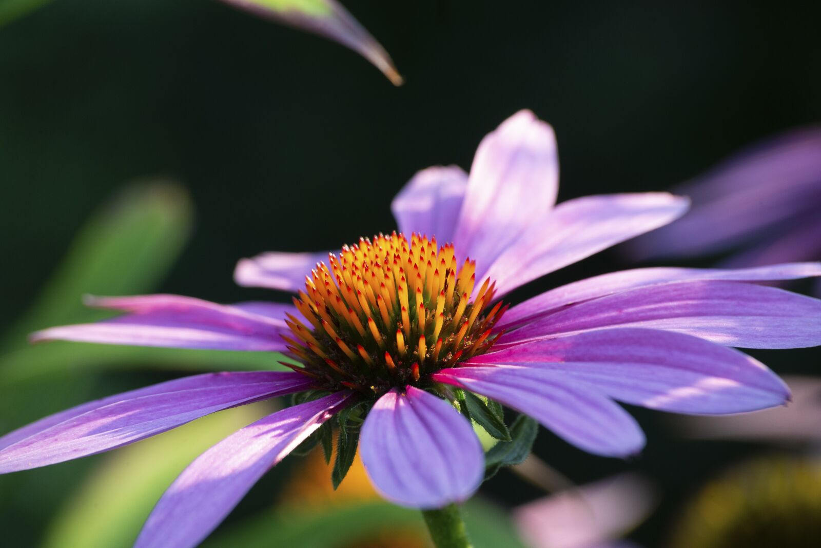 Nikon D610 sample photo. Plant, flower, violet photography