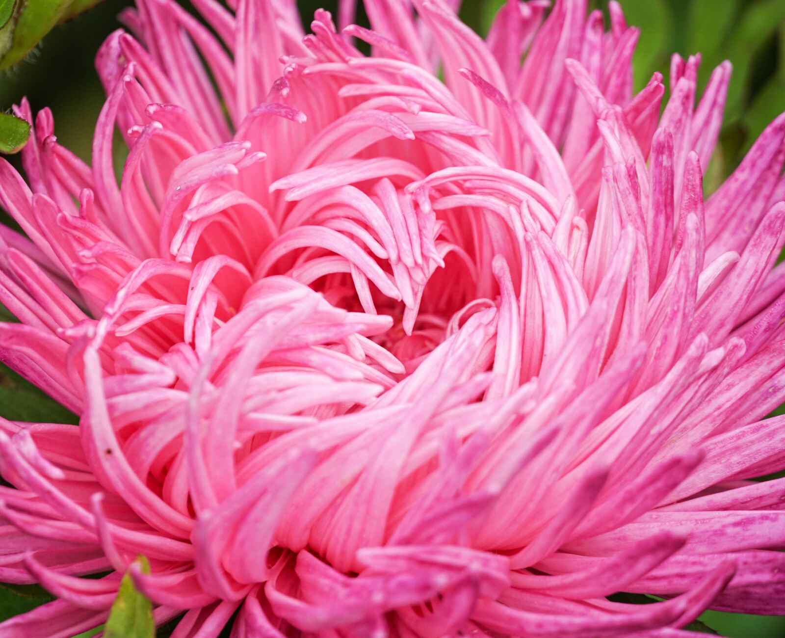 Sony E 18-135mm F3.5-5.6 OSS sample photo. Bloom, petal, botany photography