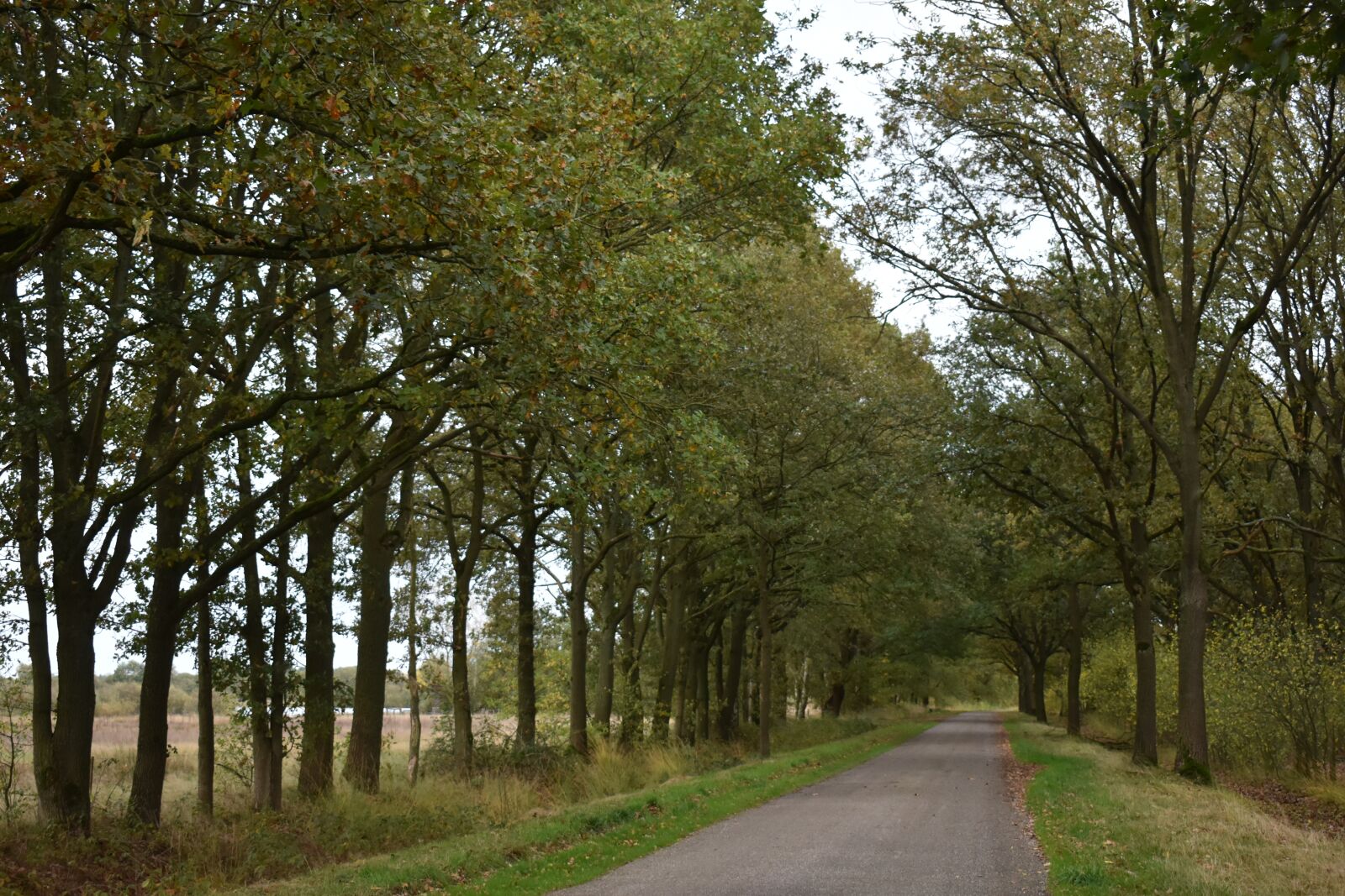 Nikon D3500 sample photo. Autumn, road, trees photography