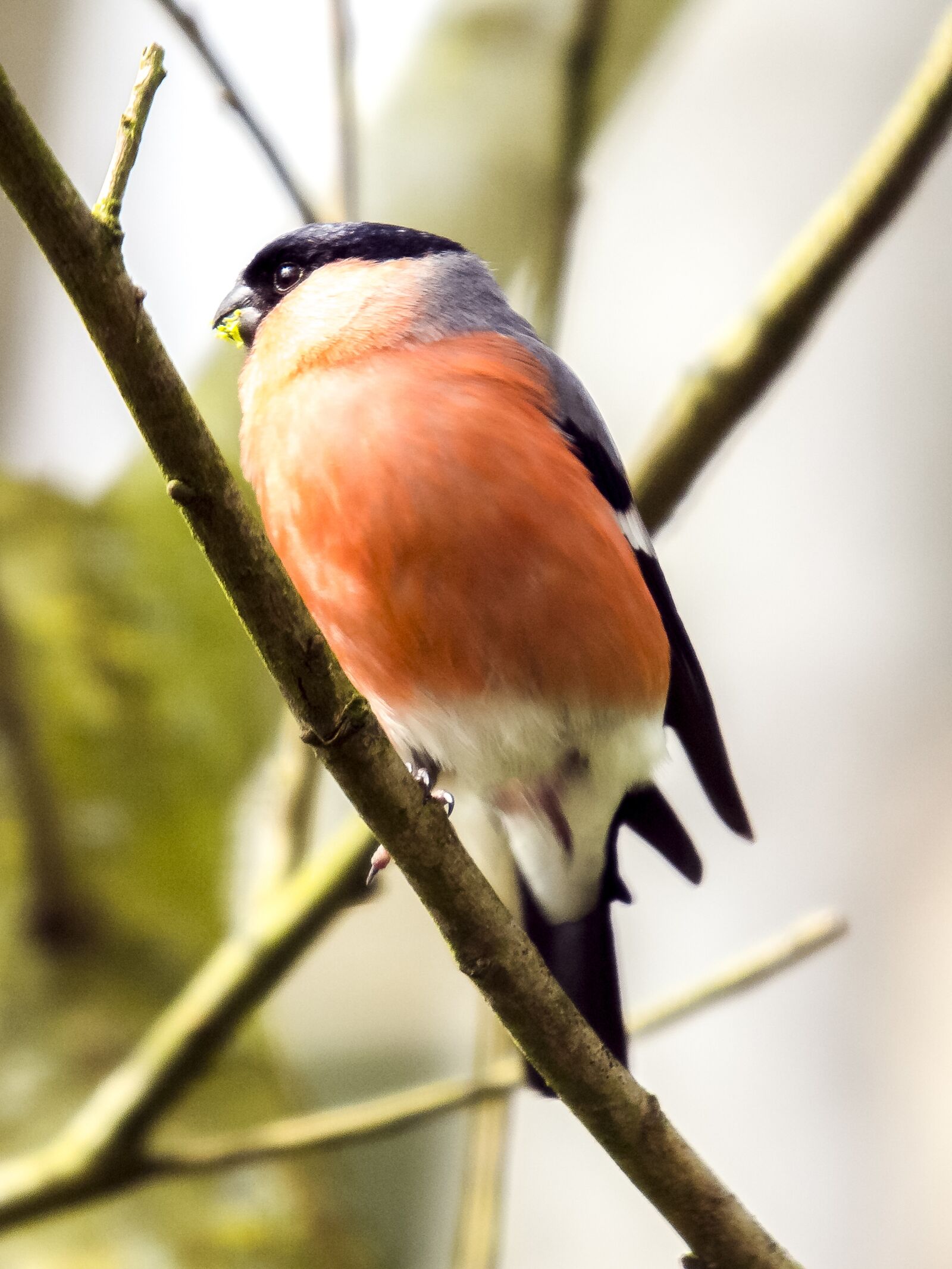 Olympus E-5 sample photo. Gimpel, bullfinch, bird photography